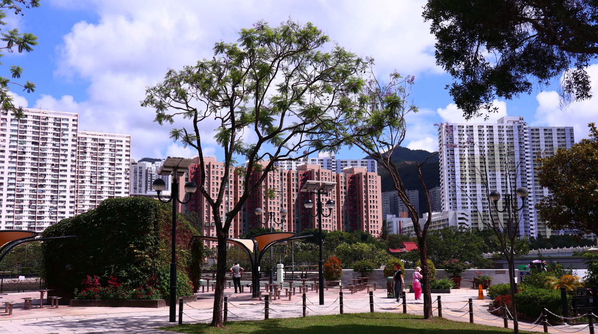 https://www.fa.gov.hk/藍花楹