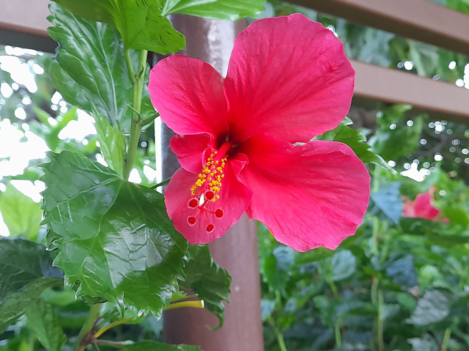 https://www.fa.gov.hk/朱槿(扶桑、大紅花)