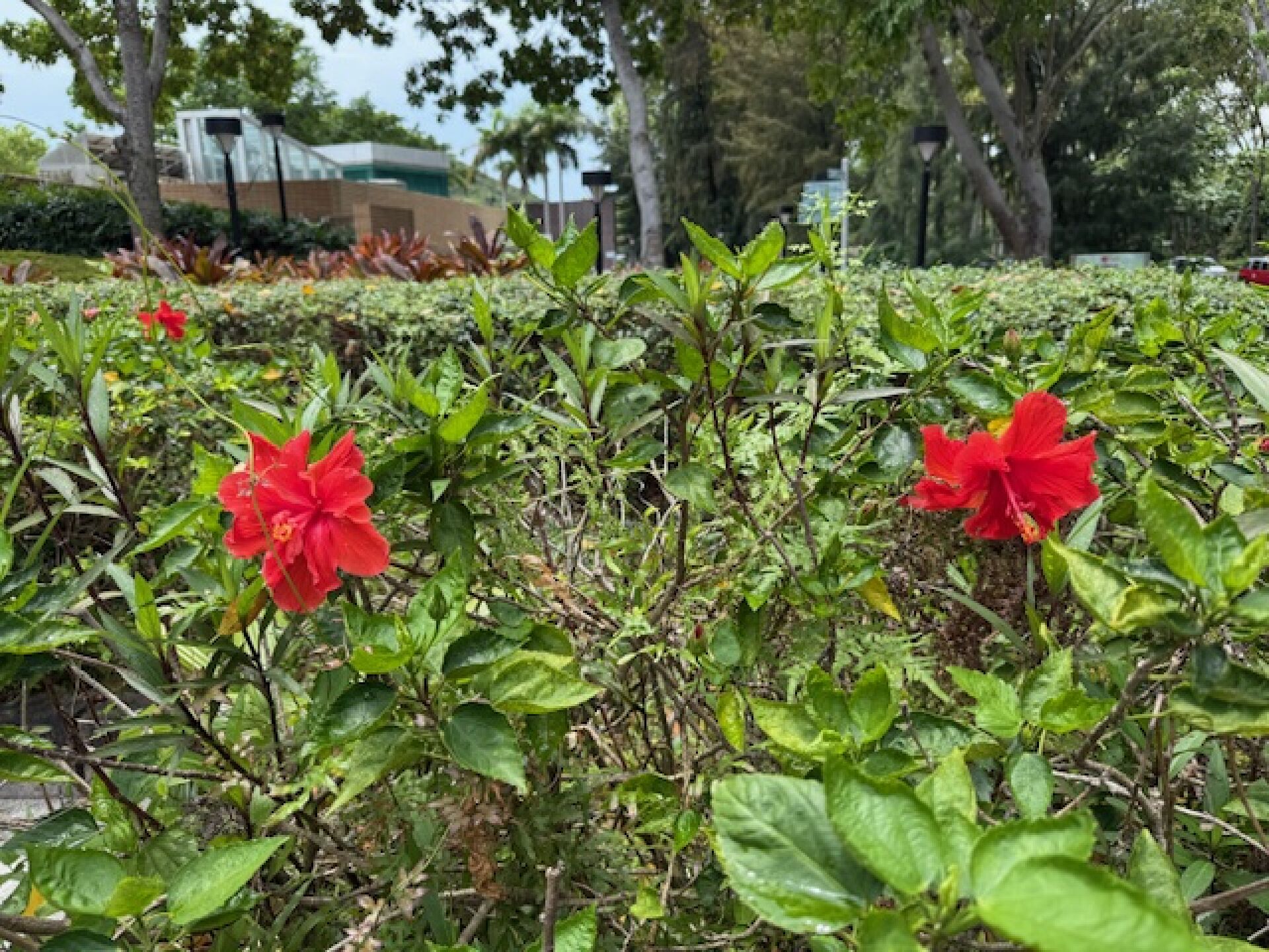 https://www.fa.gov.hk/朱槿(扶桑、大紅花)