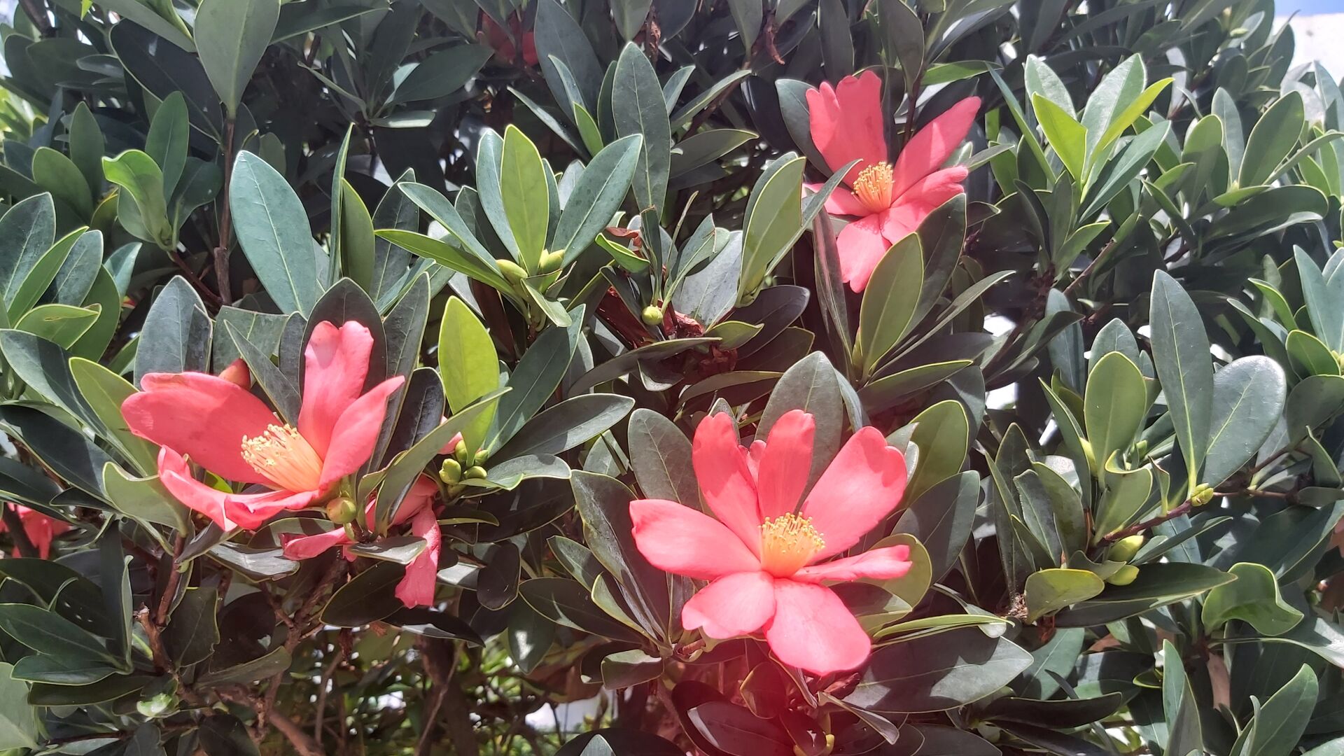 https://www.fa.gov.hk/杜鵑紅山茶