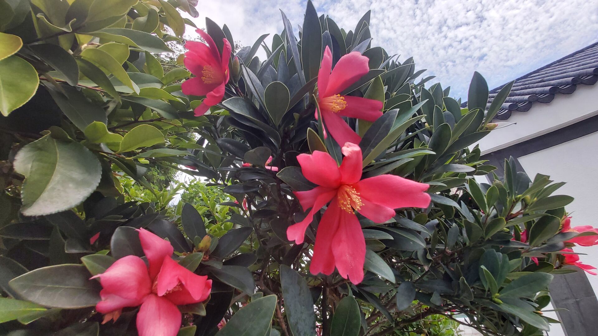 https://www.fa.gov.hk/杜鵑紅山茶