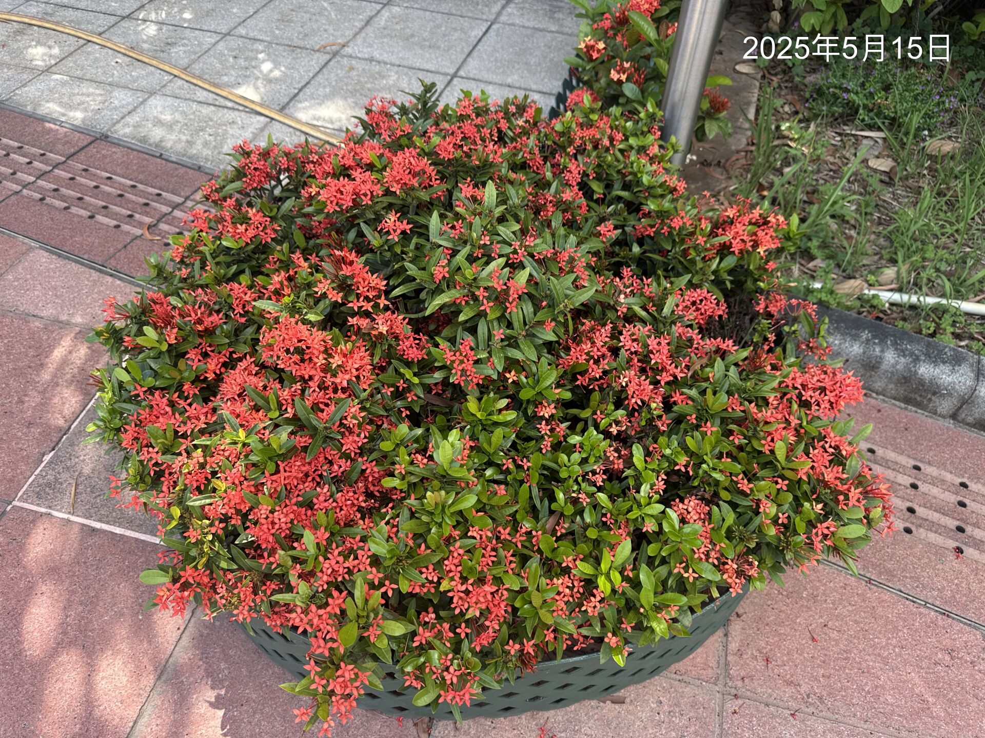 https://www.fa.gov.hk/細葉龍船花