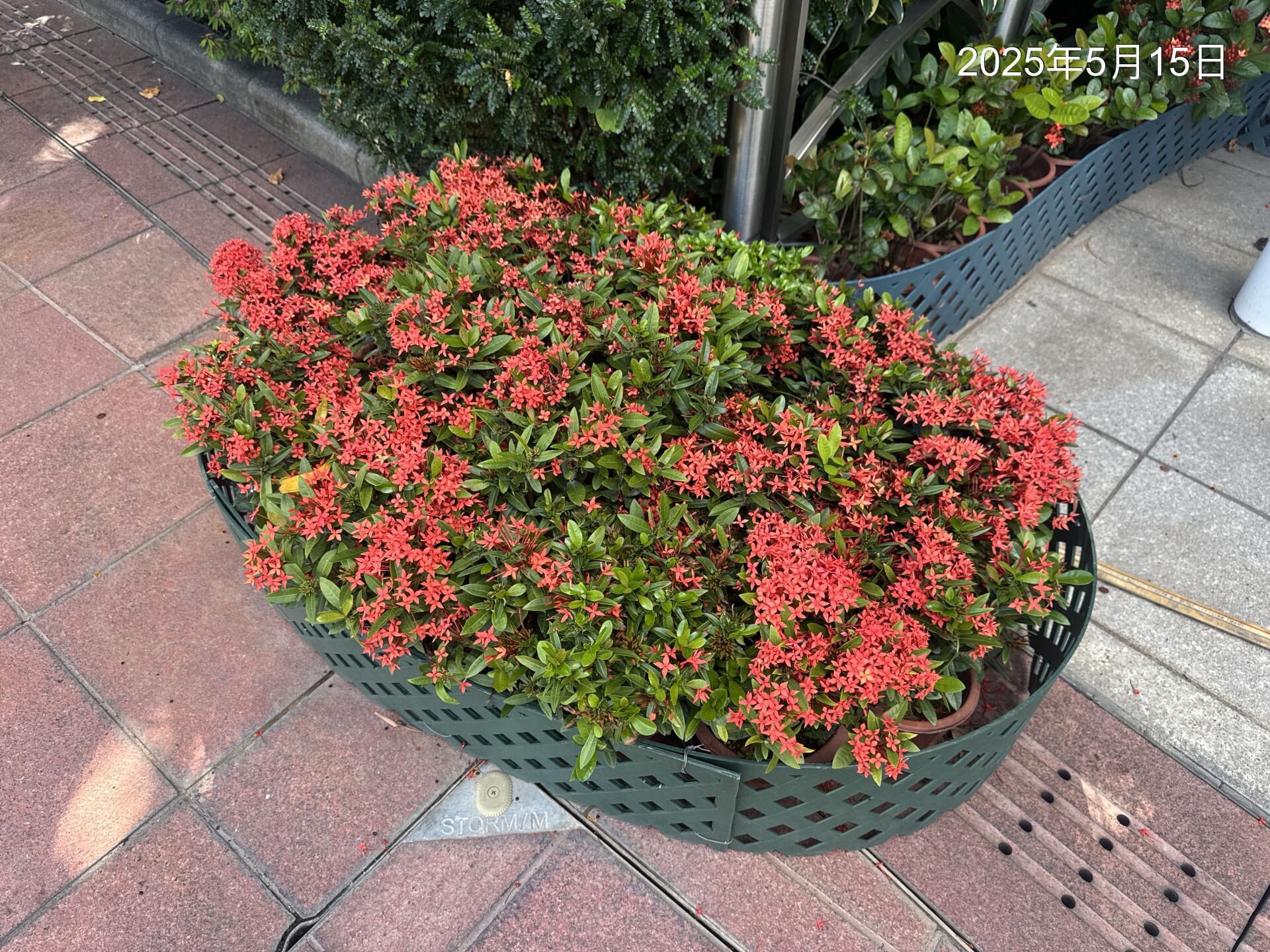 https://www.fa.gov.hk/細葉龍船花