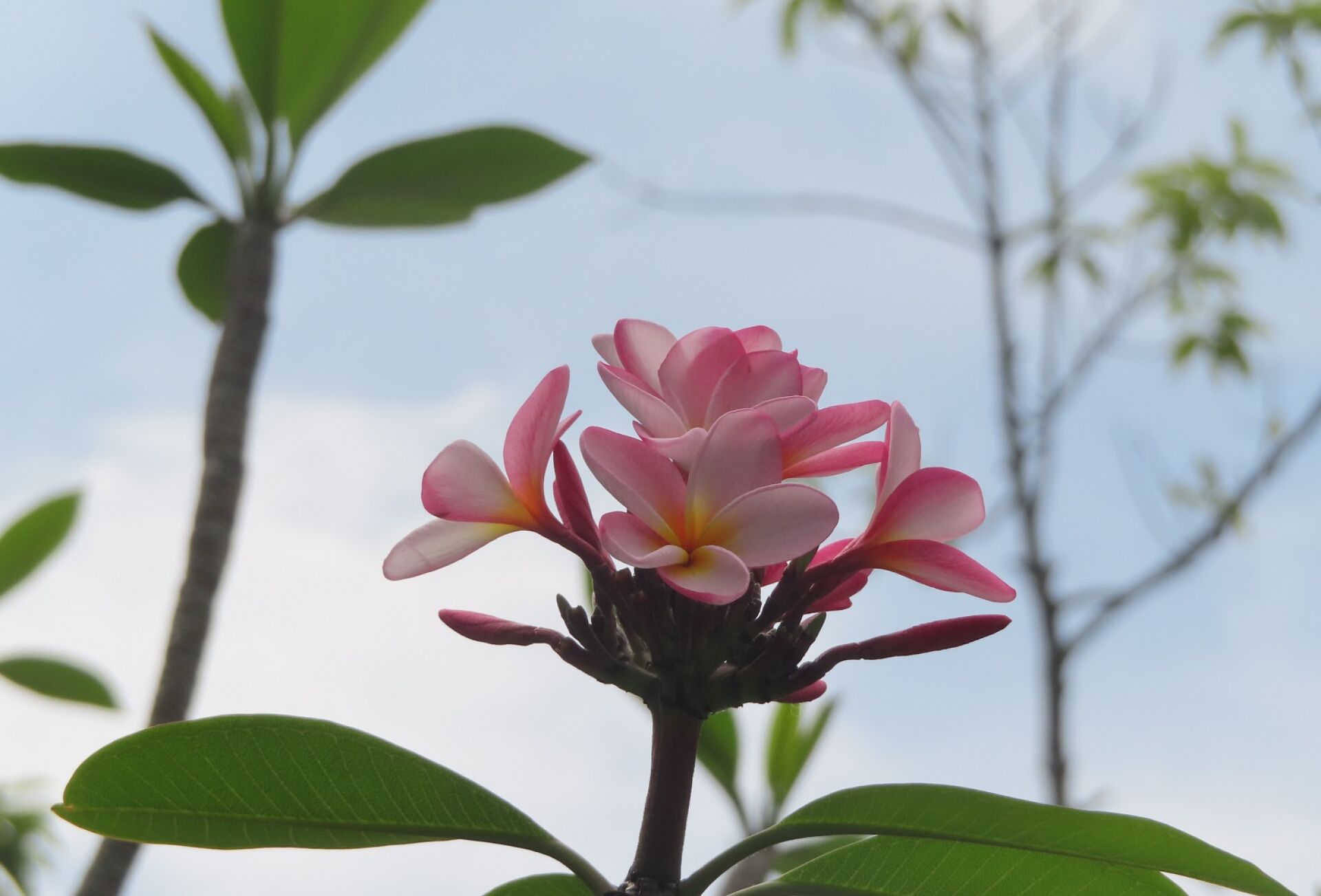 https://www.fa.gov.hk/雞蛋花
