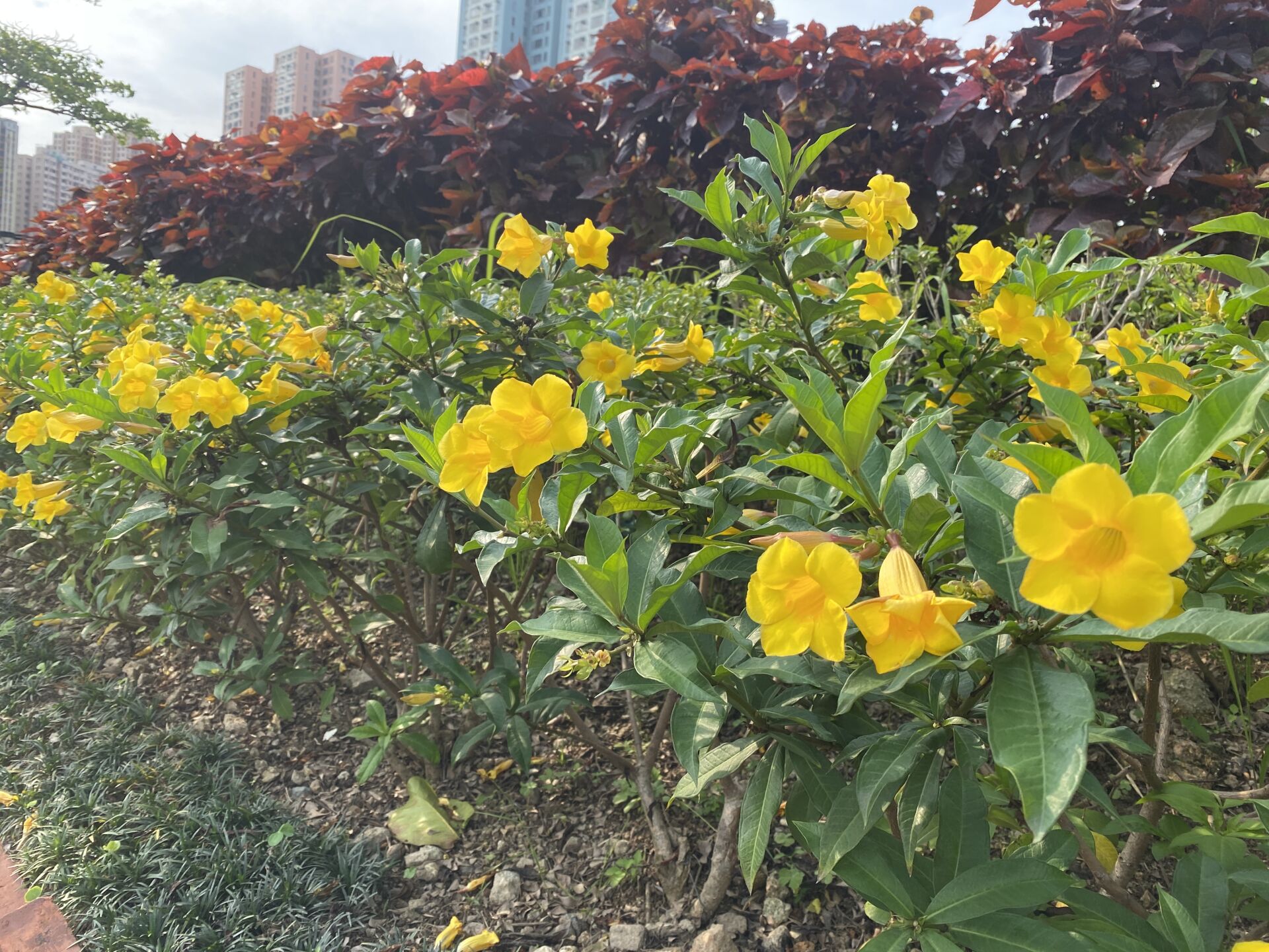 https://www.fa.gov.hk/多花黃蟬