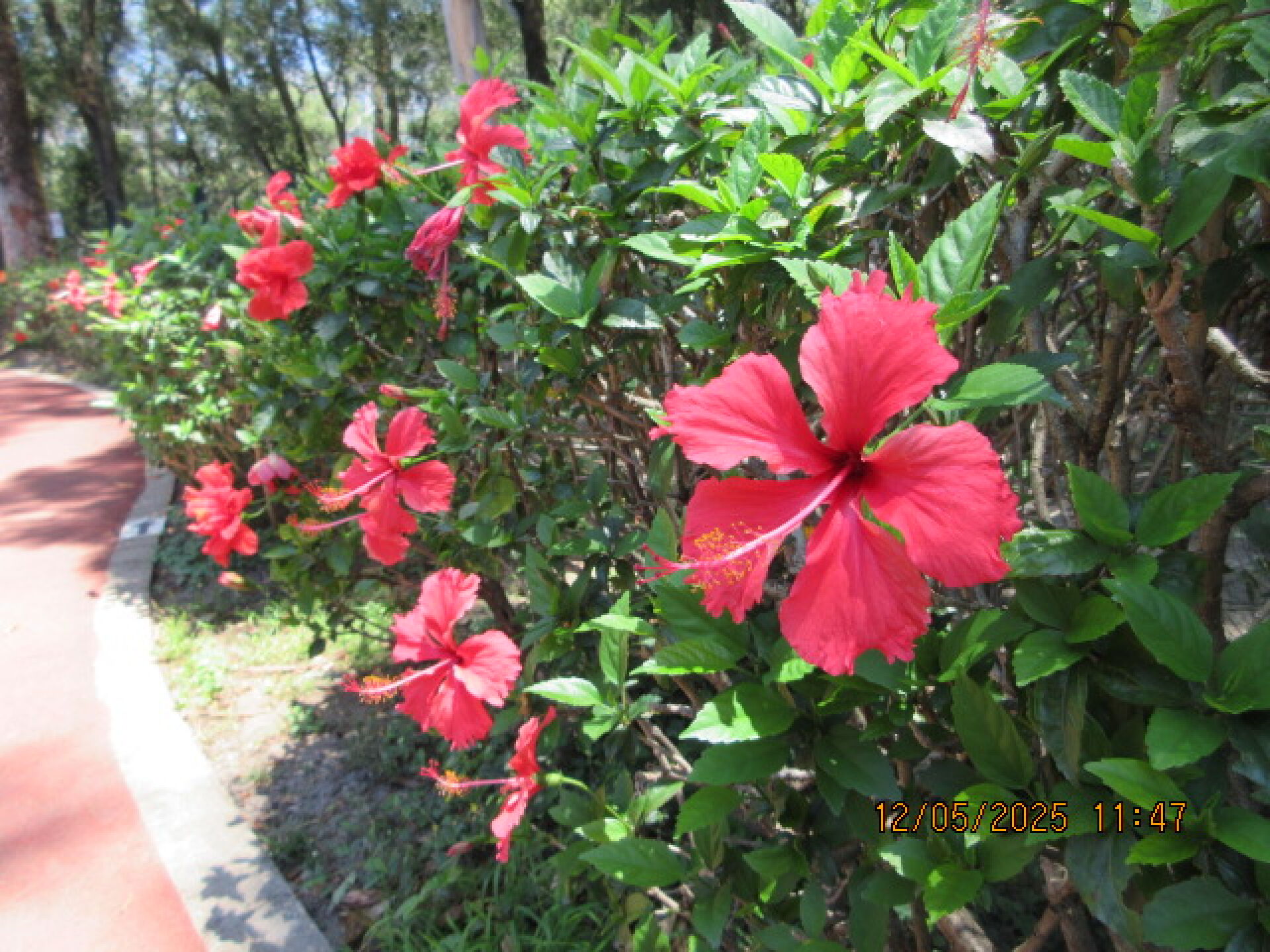 https://www.fa.gov.hk/朱槿(扶桑、大紅花)