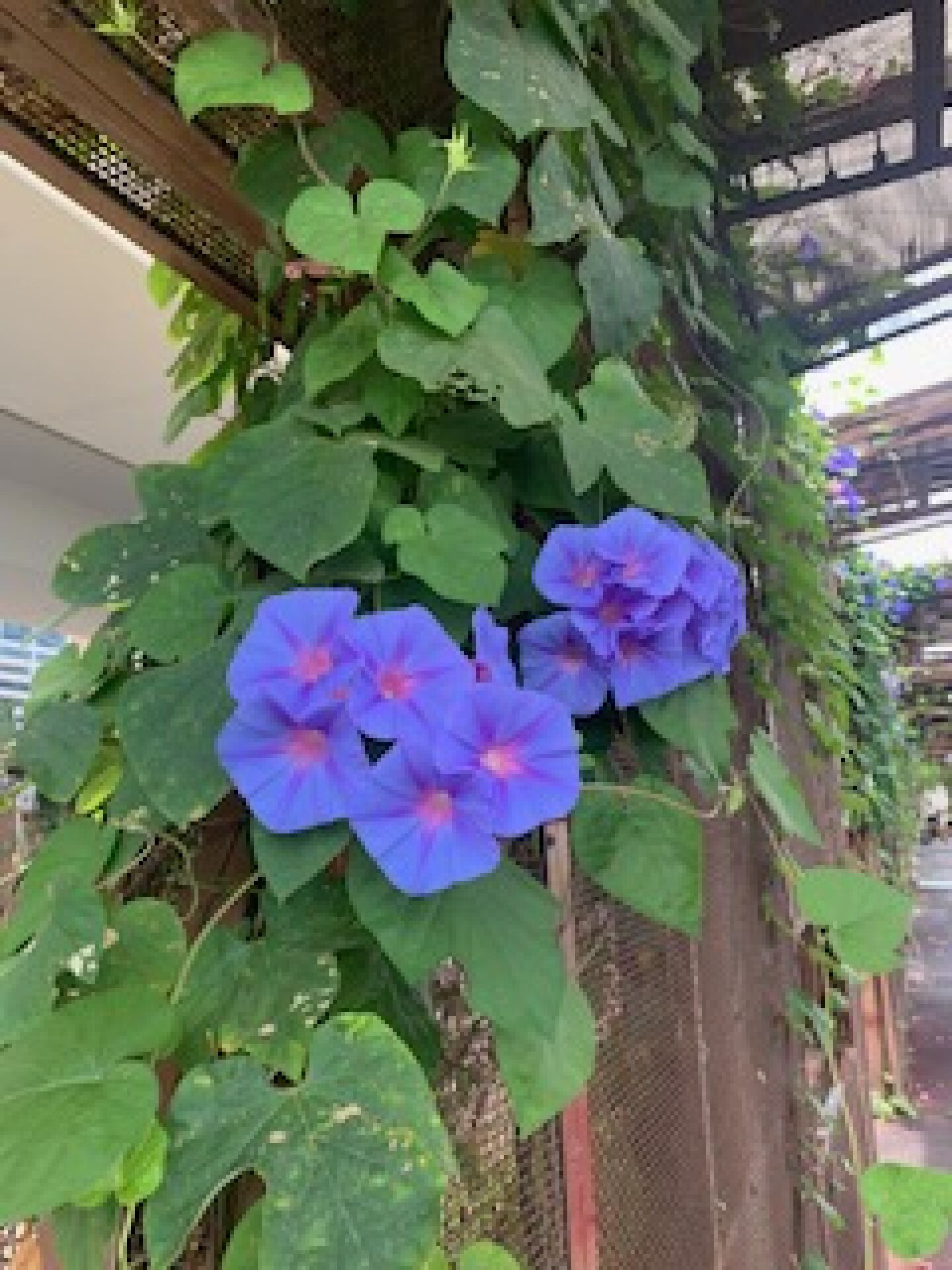 https://www.fa.gov.hk/牽牛花