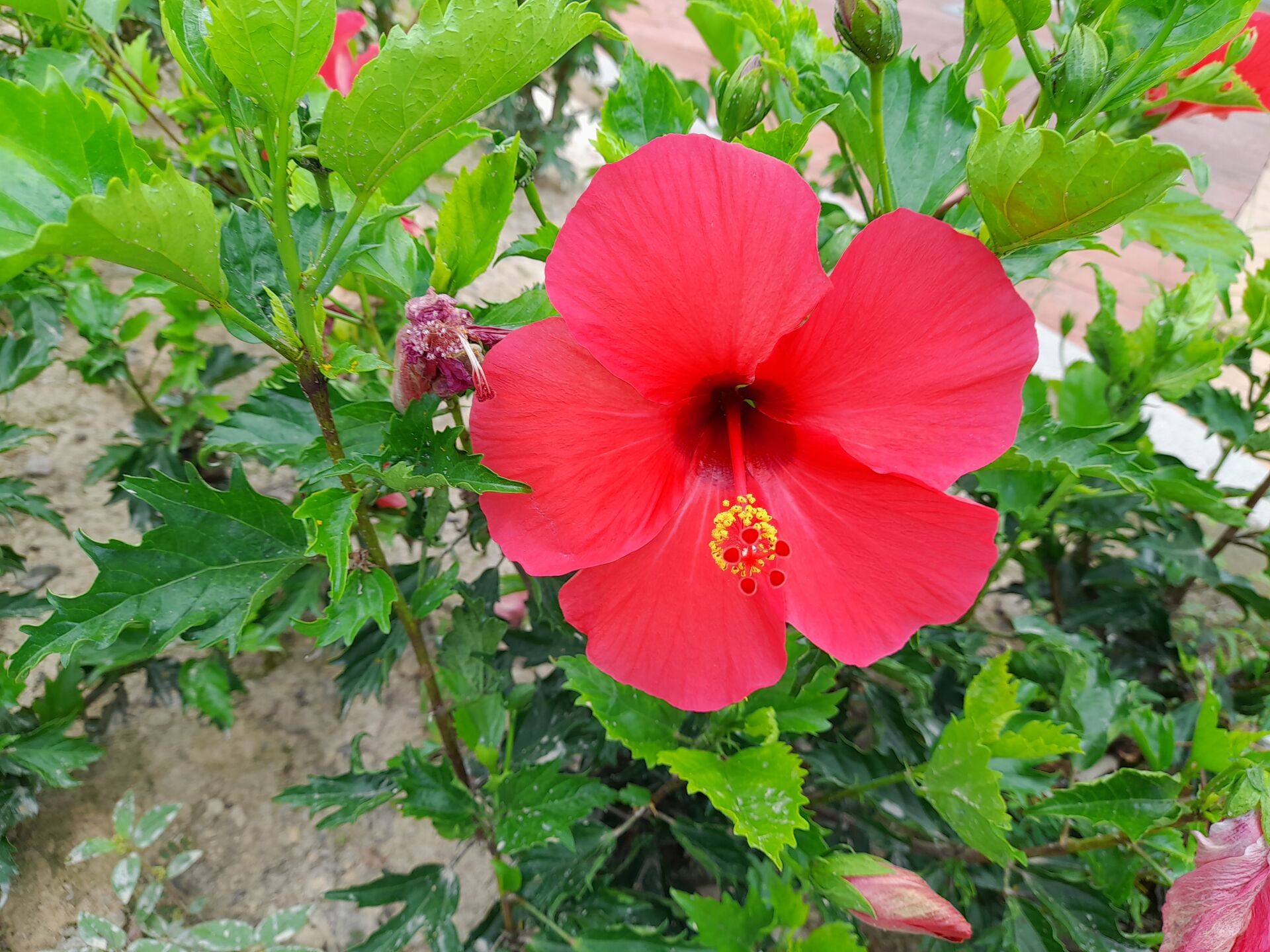 https://www.fa.gov.hk/朱槿(扶桑、大紅花)