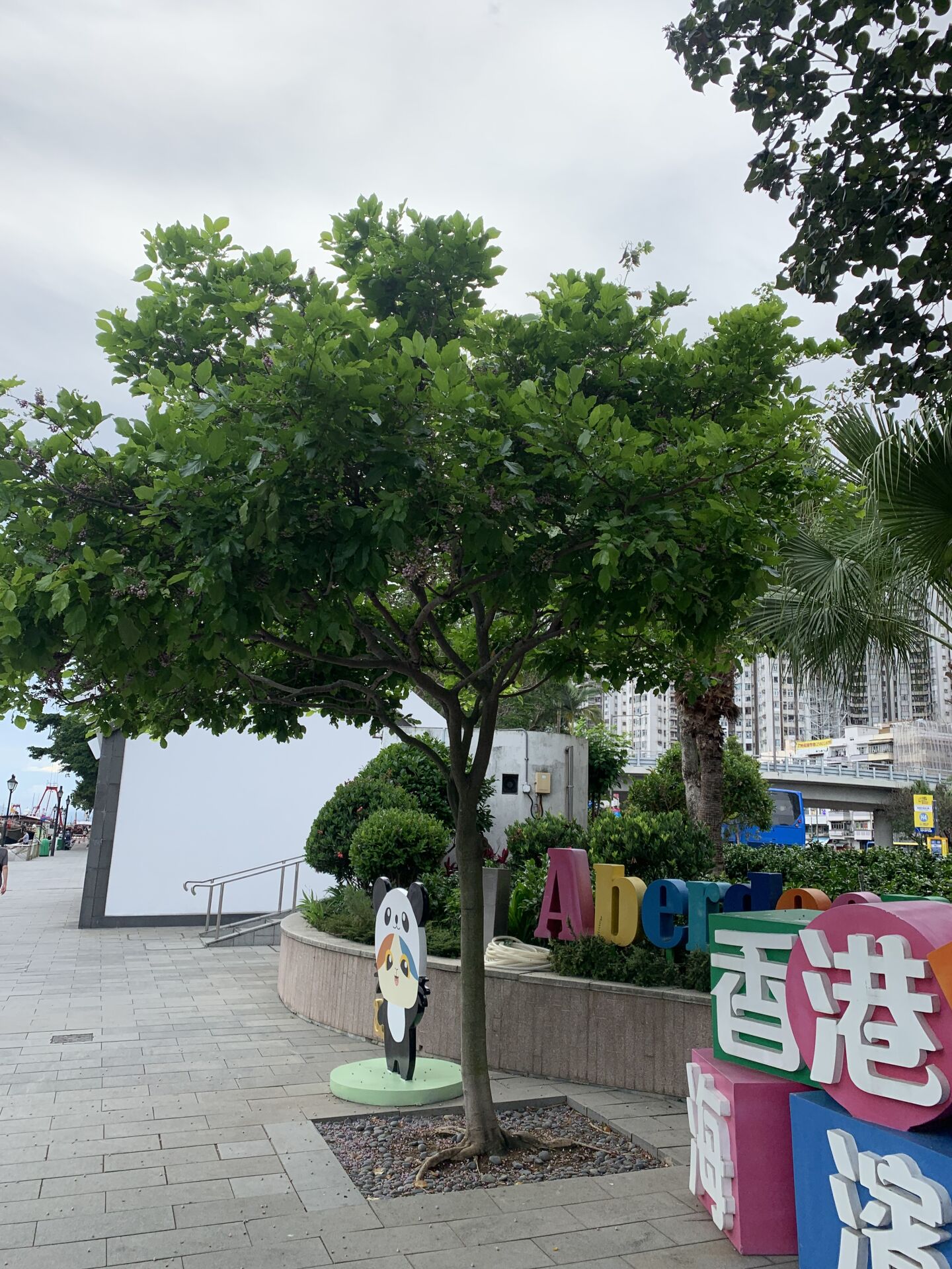 https://www.fa.gov.hk/水黃皮