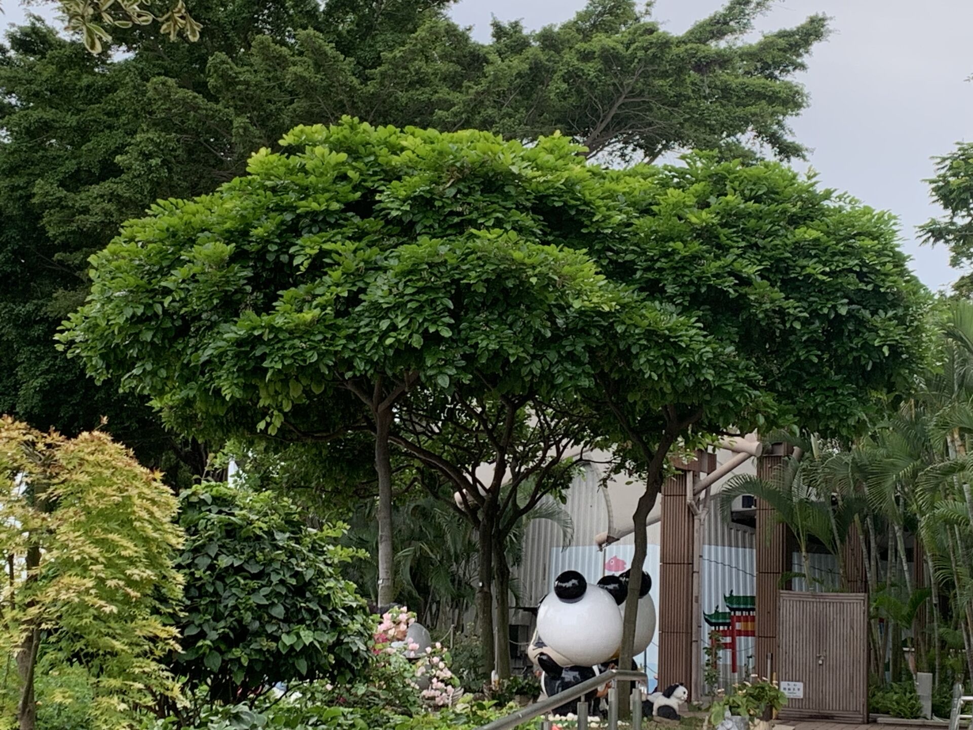 https://www.fa.gov.hk/水黃皮