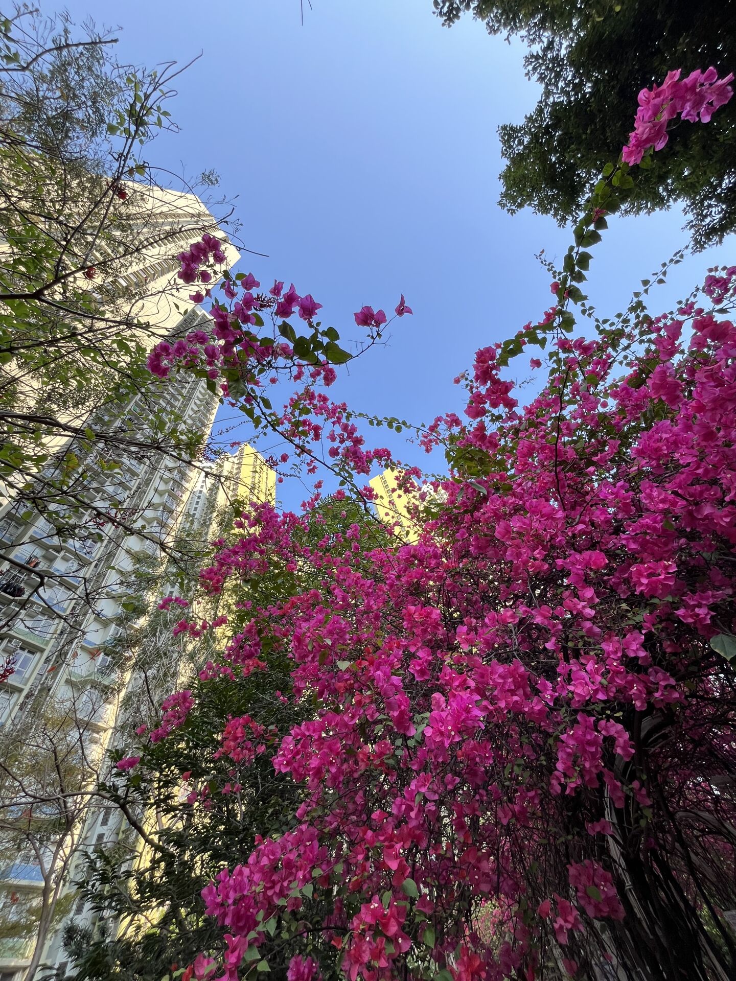 https://www.fa.gov.hk/葉子花(簕杜鵑)
