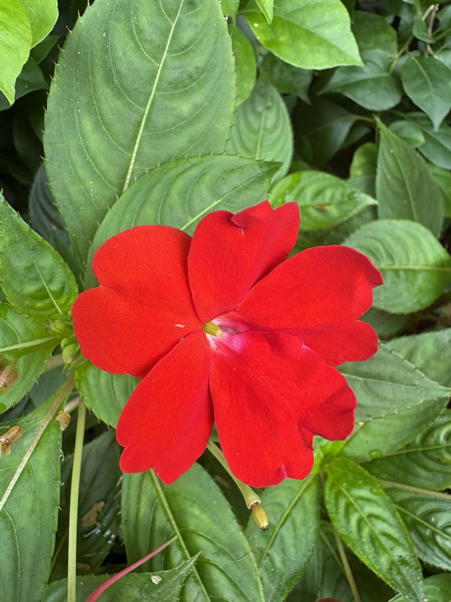 https://www.fa.gov.hk/鳳仙花