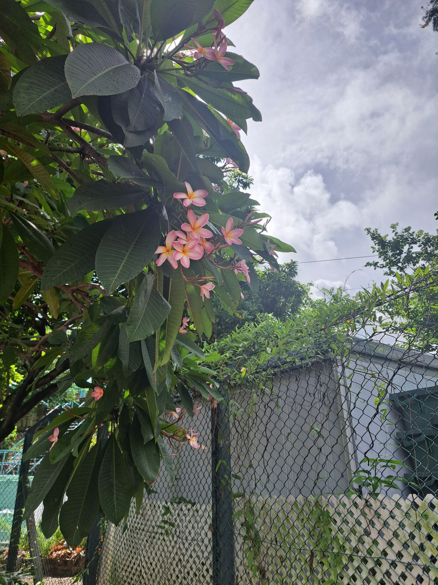 https://www.fa.gov.hk/紅雞蛋花