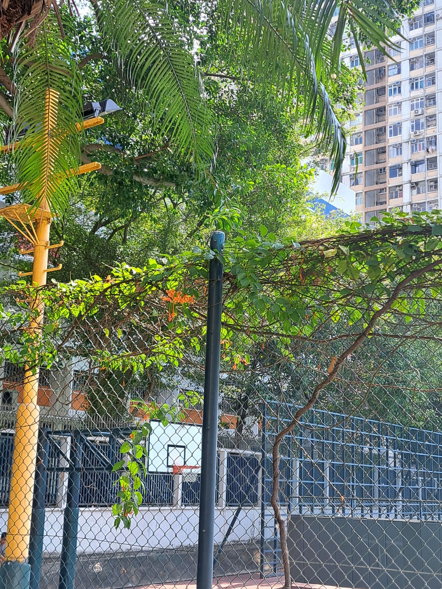 https://www.fa.gov.hk/炮仗花