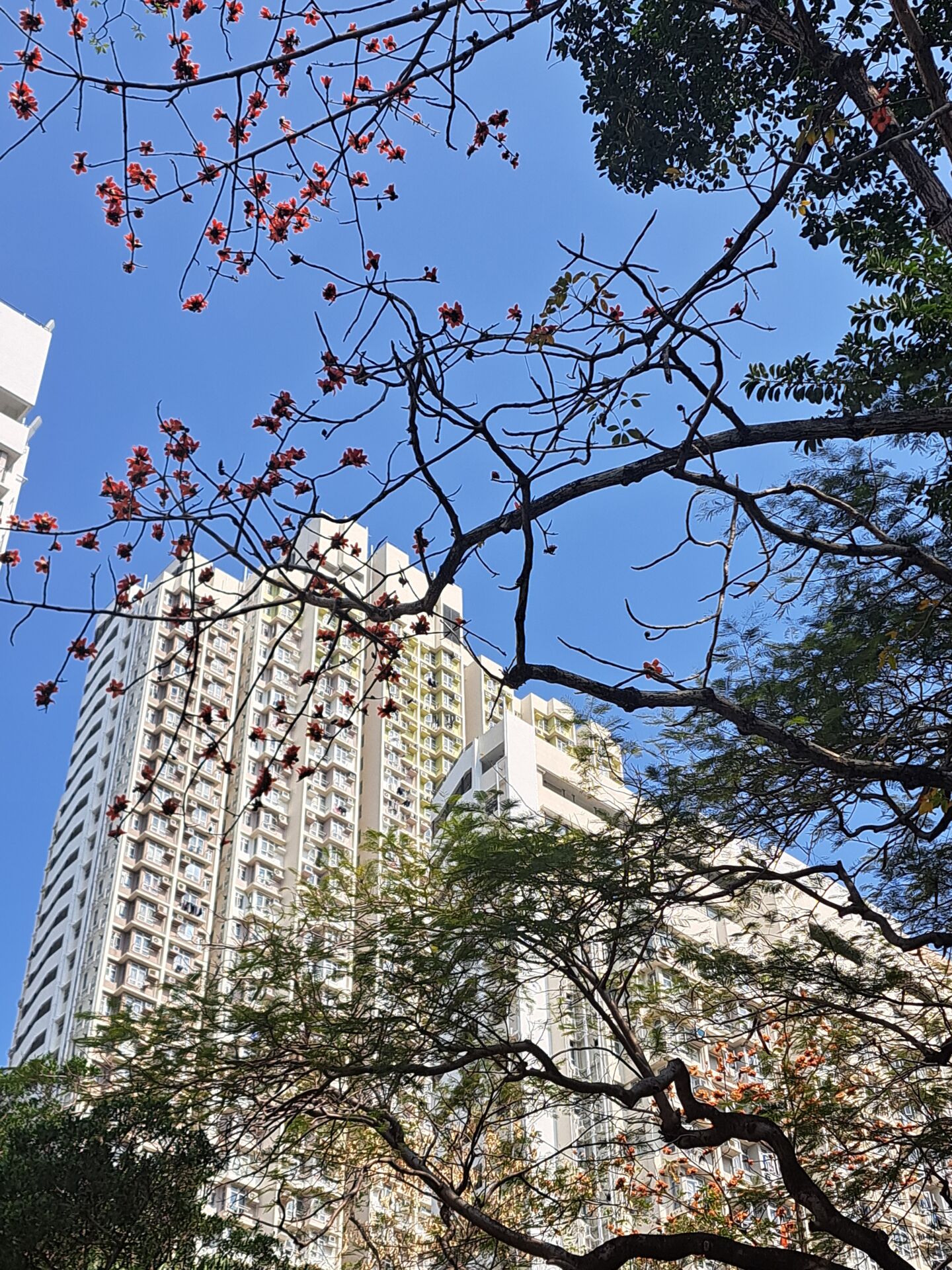 https://www.fa.gov.hk/木棉
