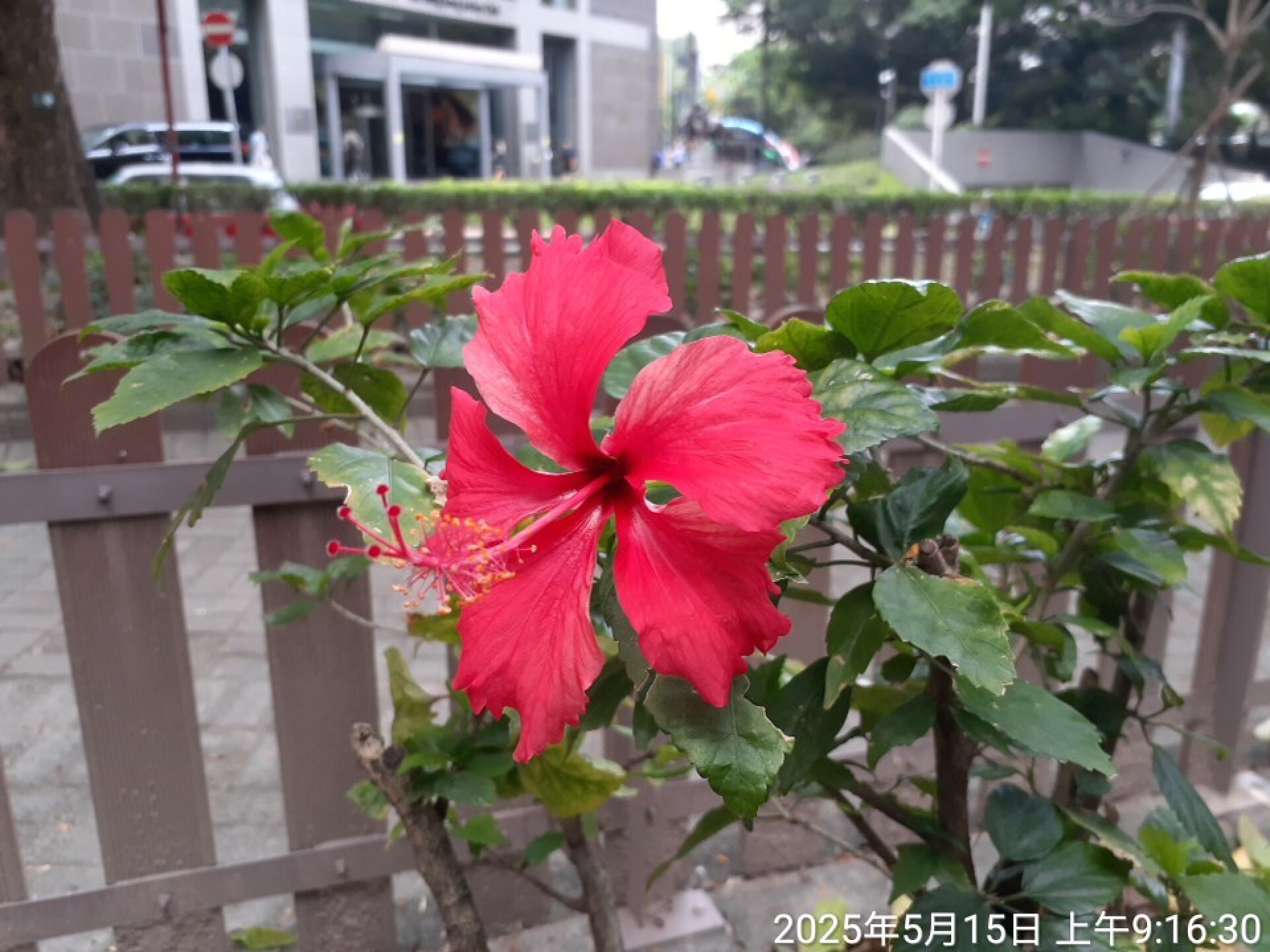 https://www.fa.gov.hk/朱槿(扶桑、大紅花)