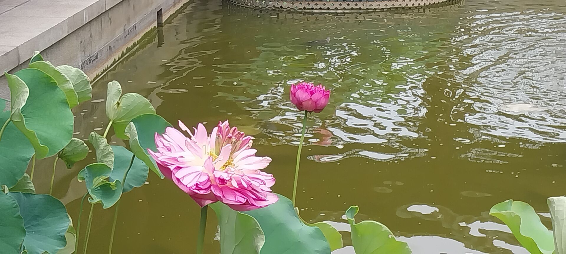 https://www.fa.gov.hk/荷花