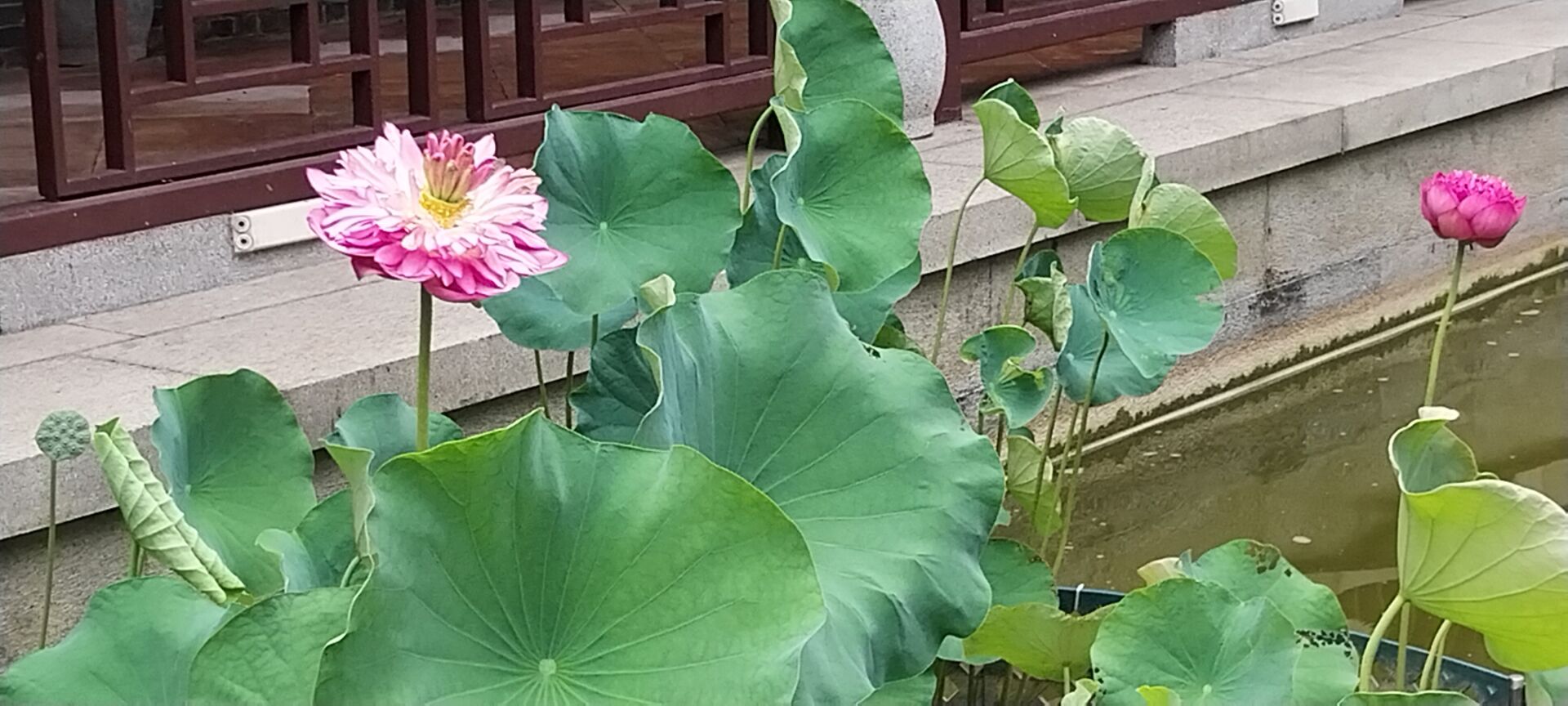https://www.fa.gov.hk/荷花