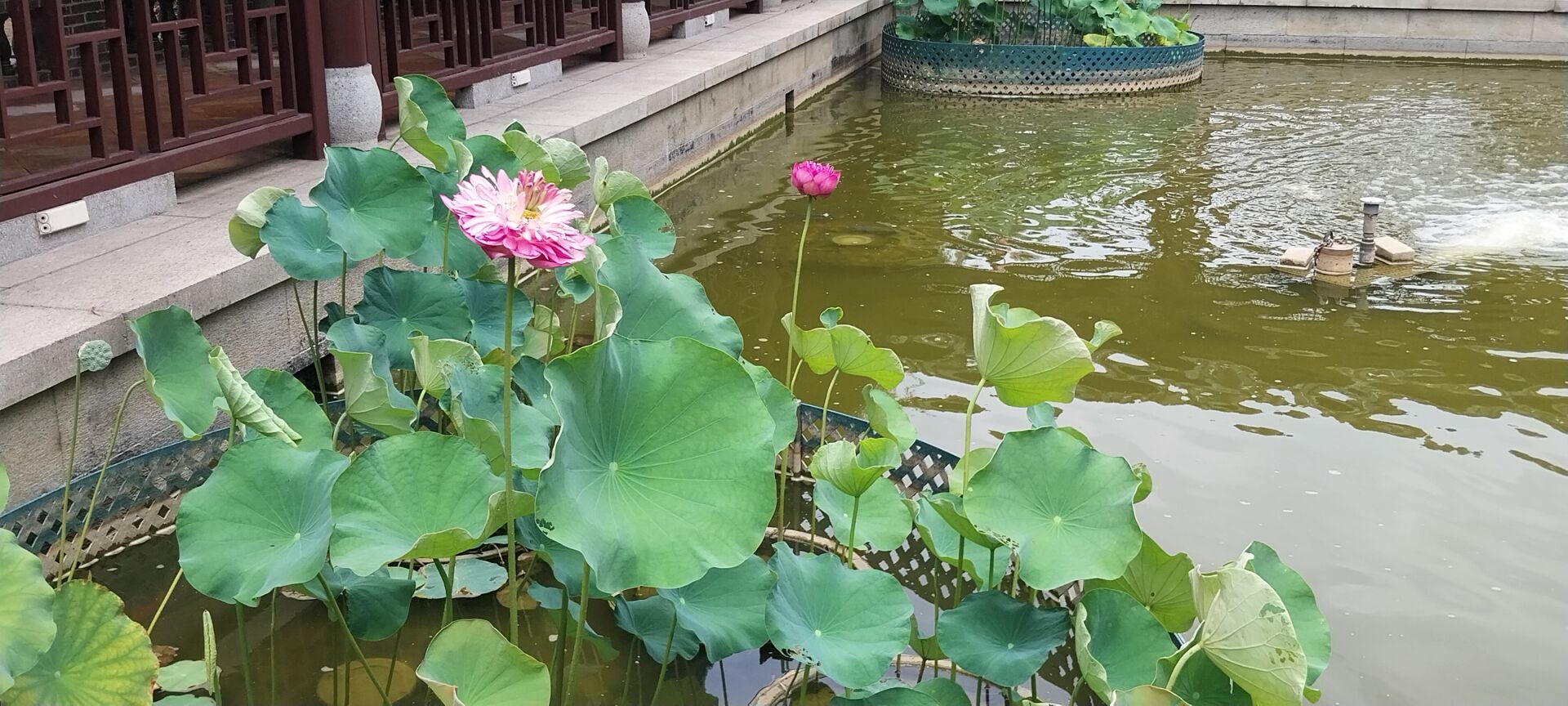 https://www.fa.gov.hk/荷花