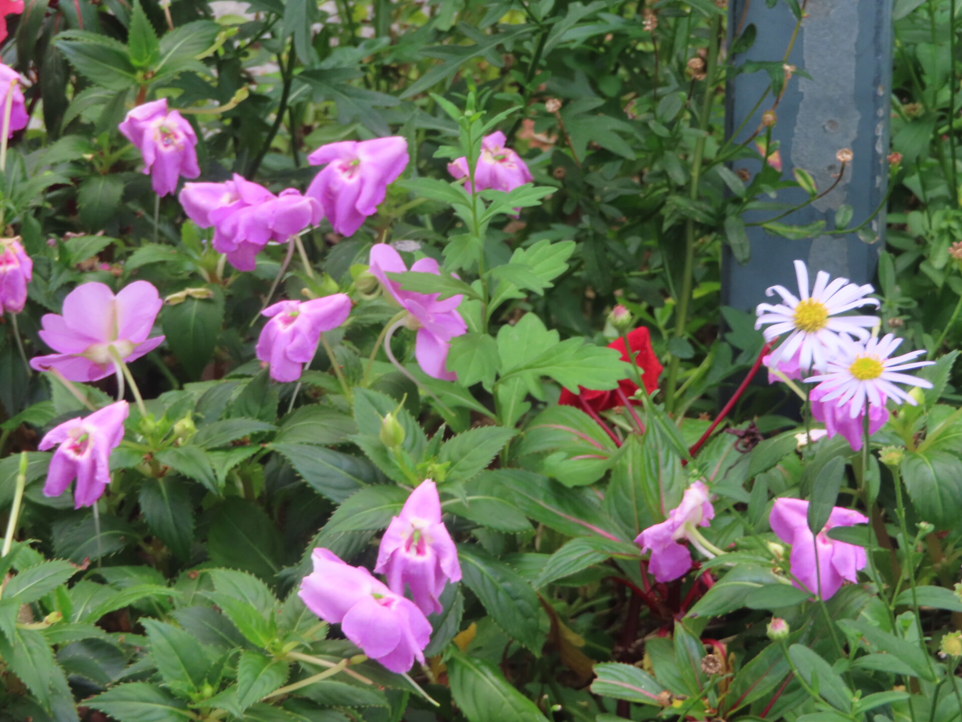 https://www.fa.gov.hk/鳳仙花、洋甘菊