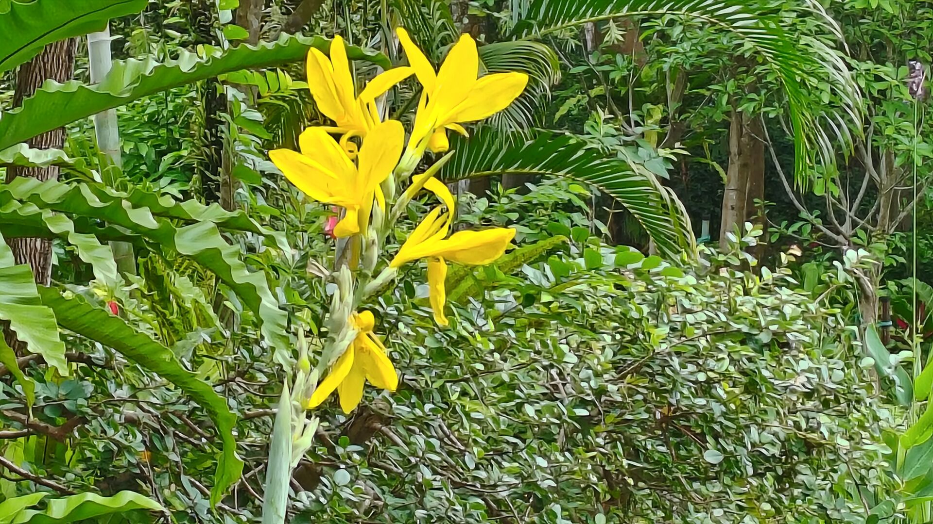 https://www.fa.gov.hk/美人蕉(黃花)