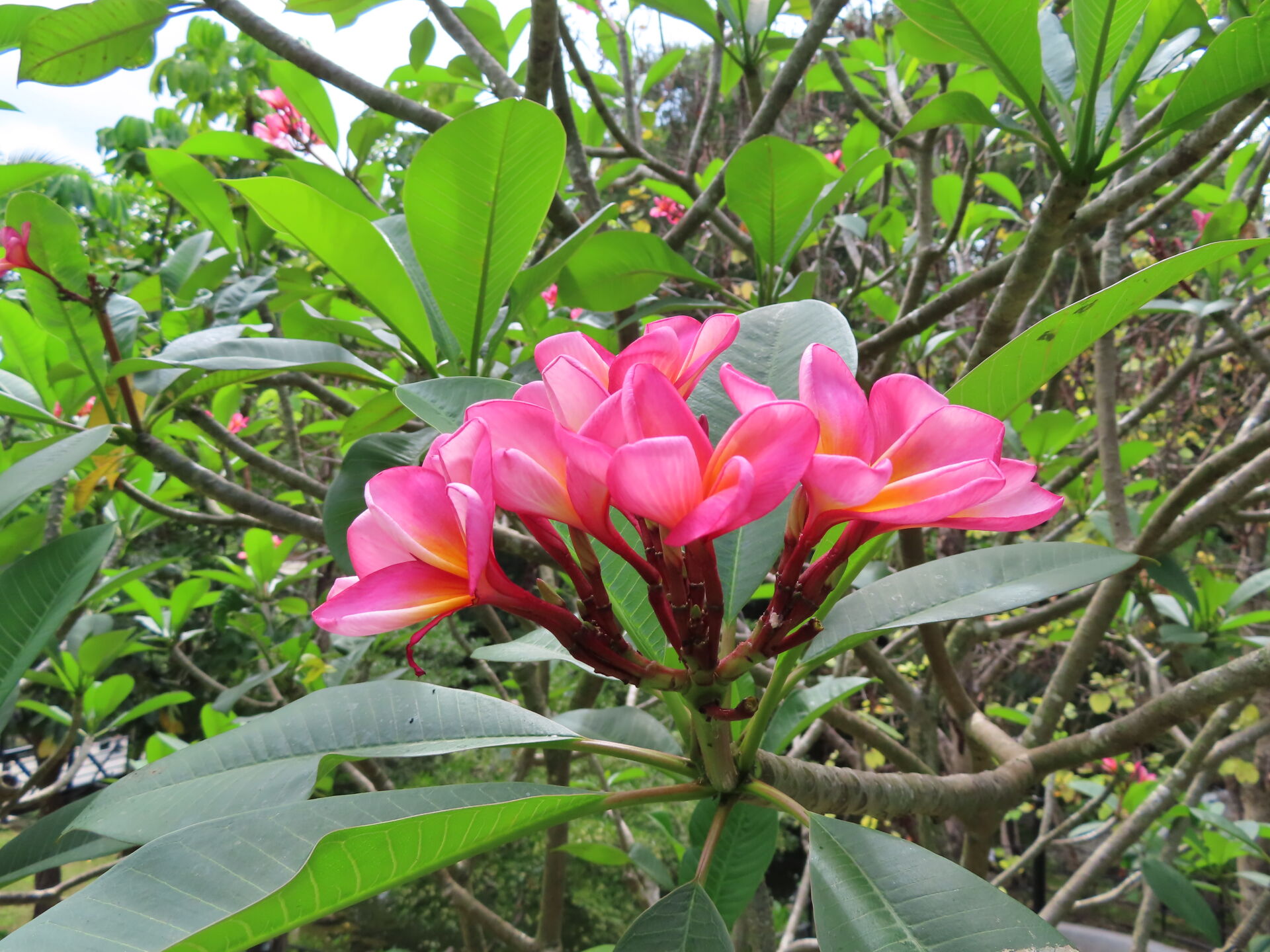 https://www.fa.gov.hk/紅雞蛋花