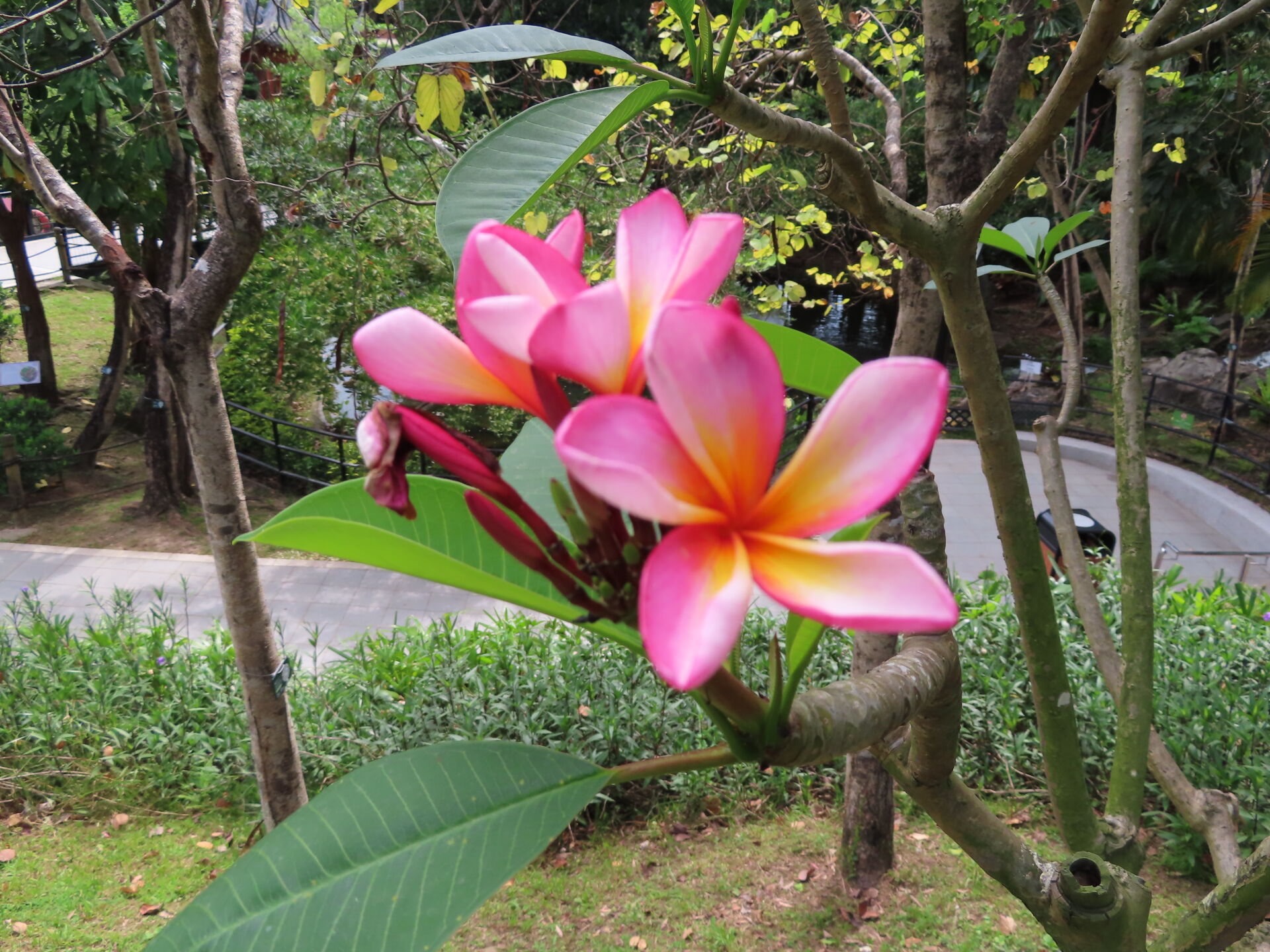 https://www.fa.gov.hk/紅雞蛋花