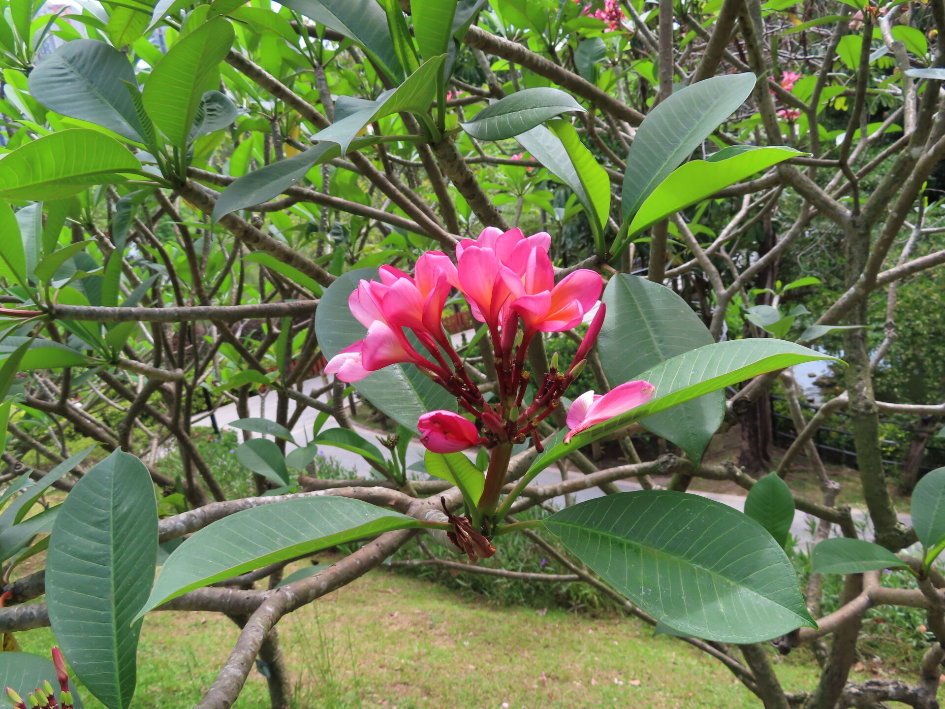 https://www.fa.gov.hk/紅雞蛋花