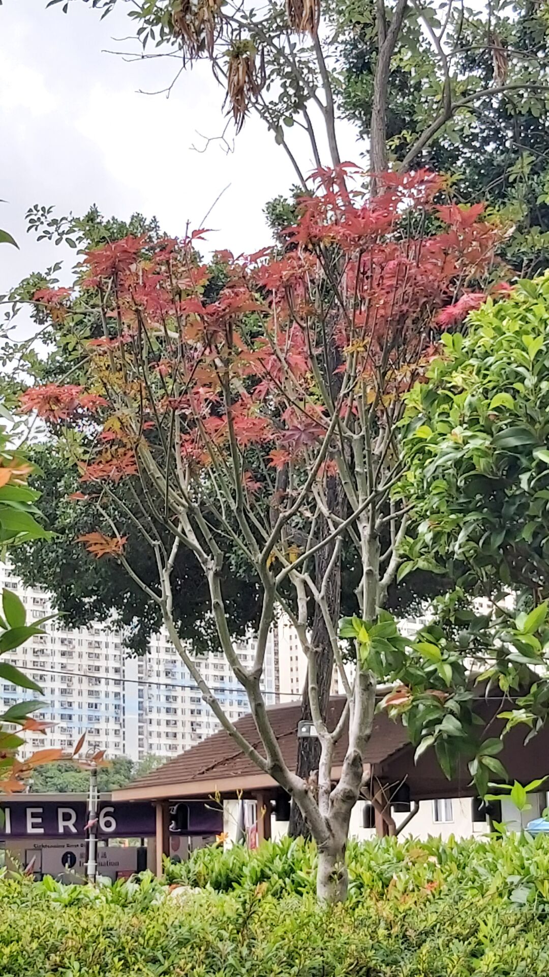 https://www.fa.gov.hk/紅楓