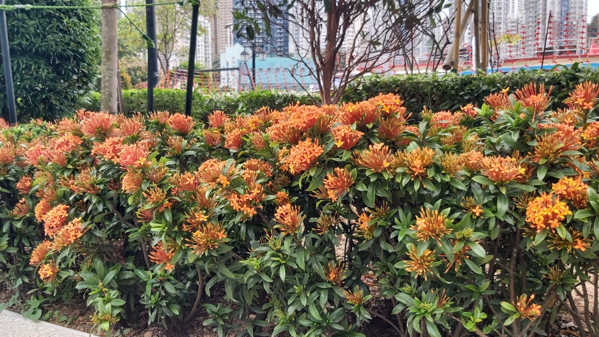 https://www.fa.gov.hk/細葉龍船花