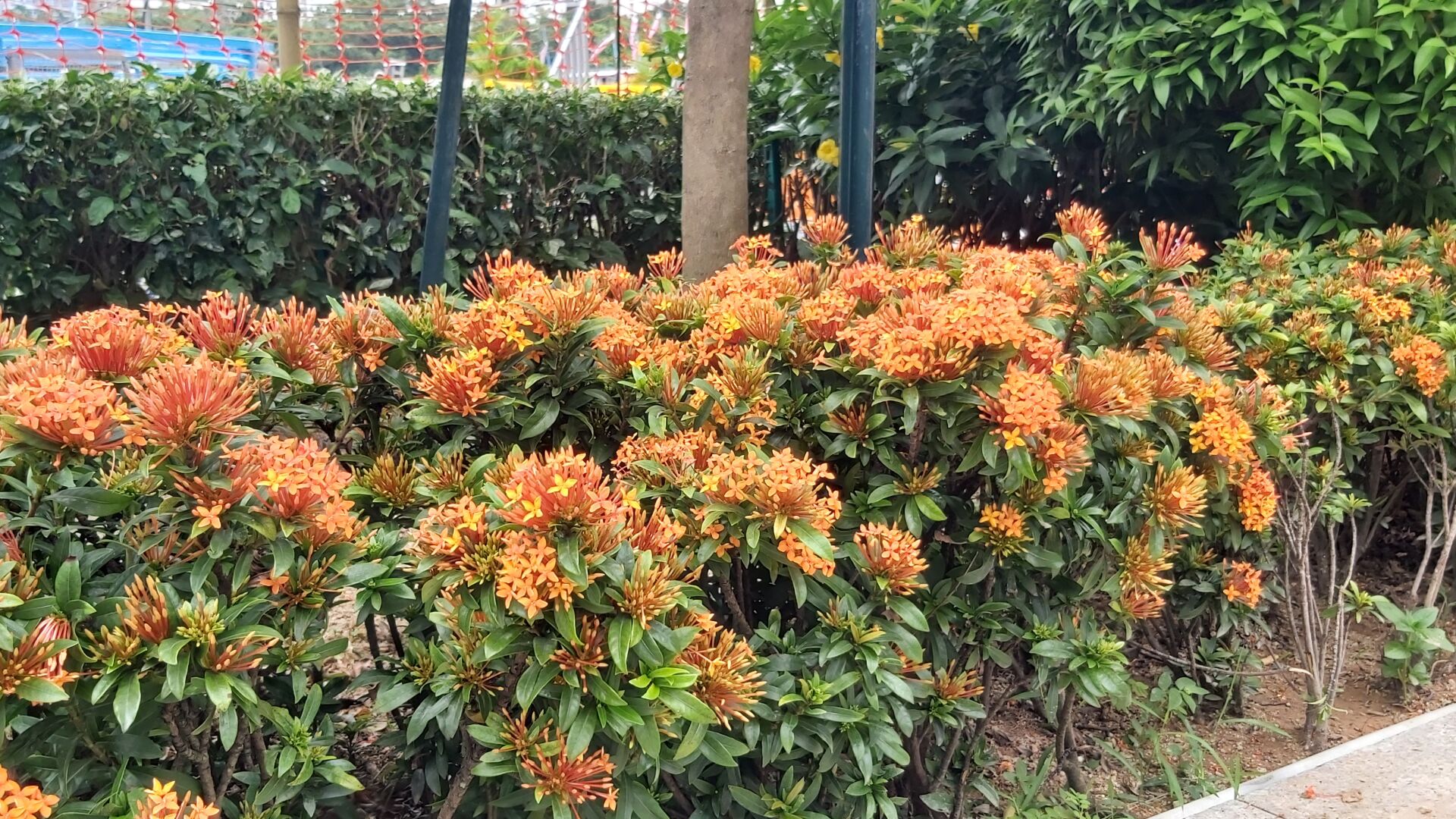 https://www.fa.gov.hk/細葉龍船花