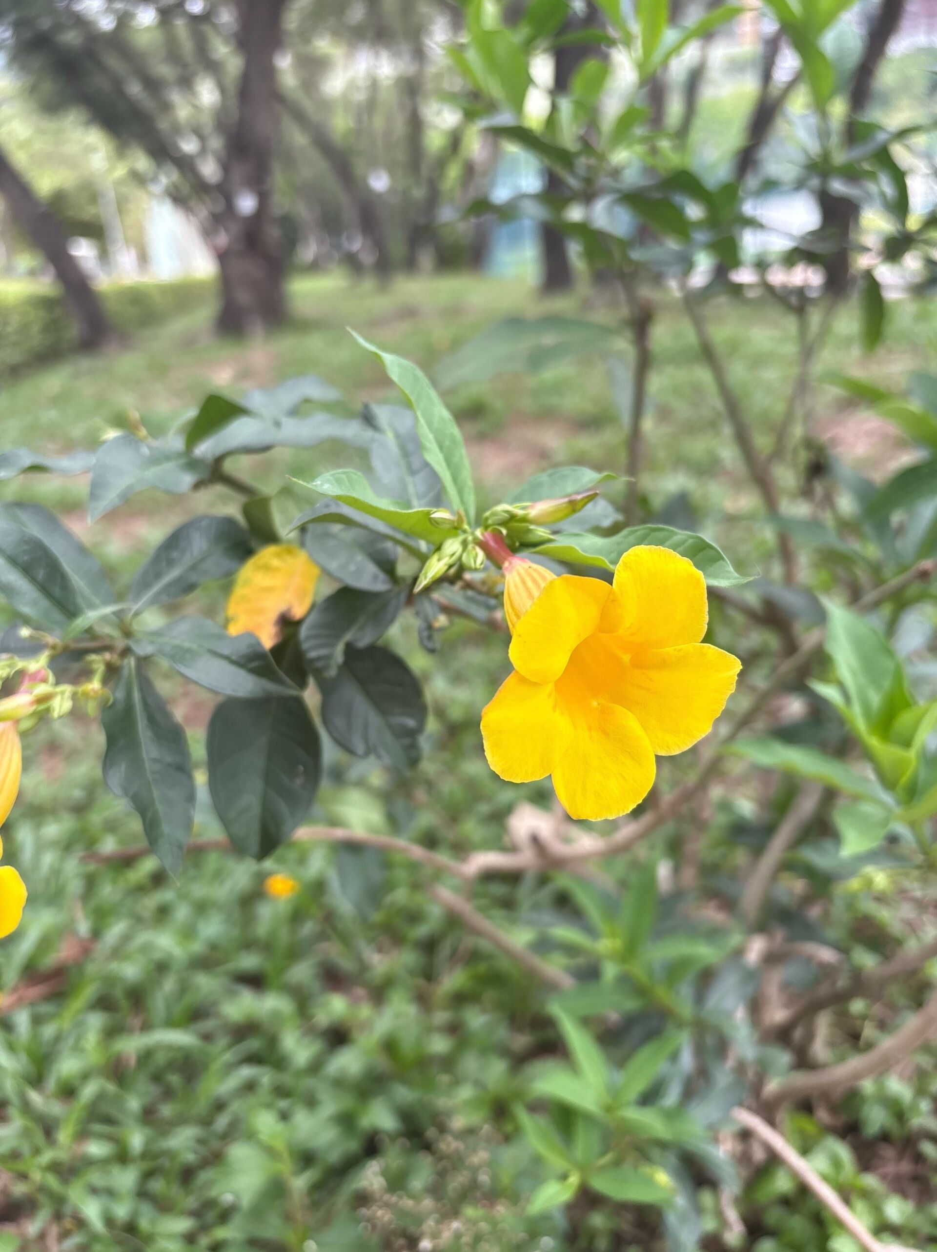 https://www.fa.gov.hk/黃蟬(硬枝黃蟬)