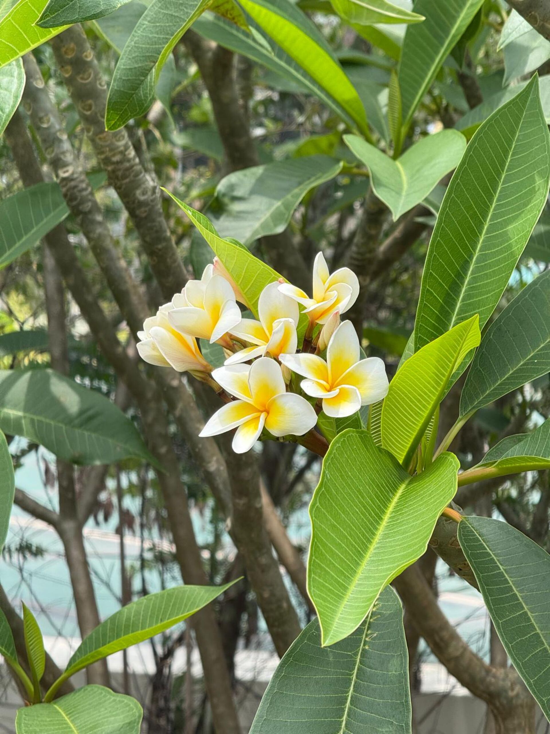 https://www.fa.gov.hk/雞蛋花