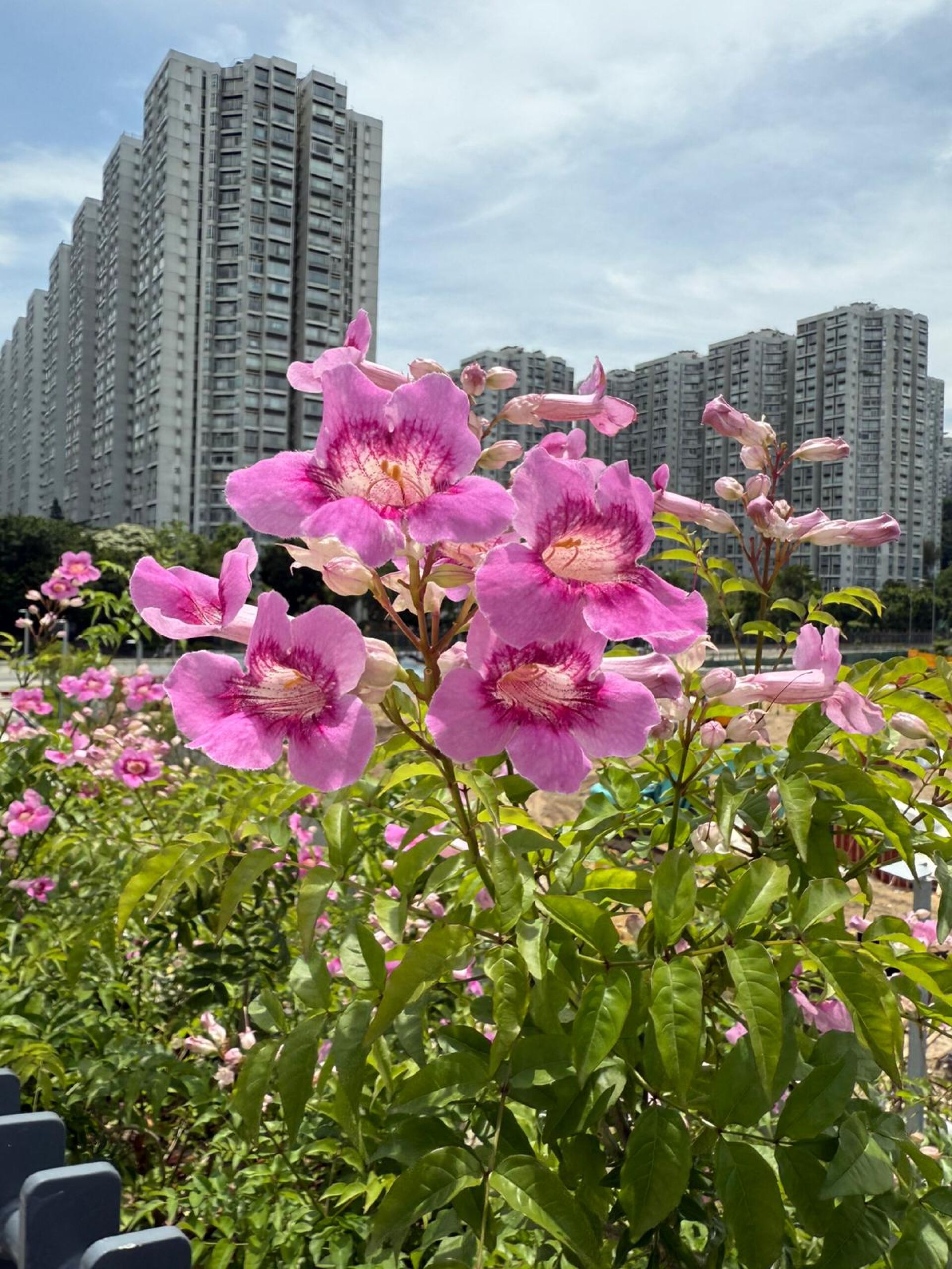 https://www.fa.gov.hk/紫雲籐