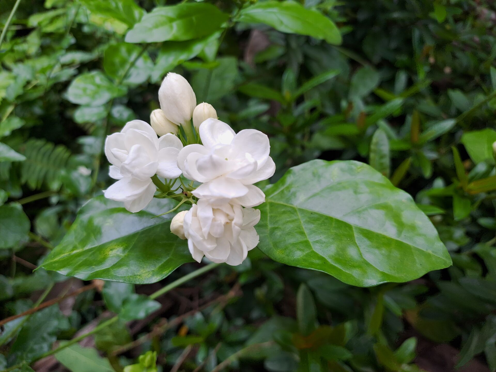 https://www.fa.gov.hk/茉莉花