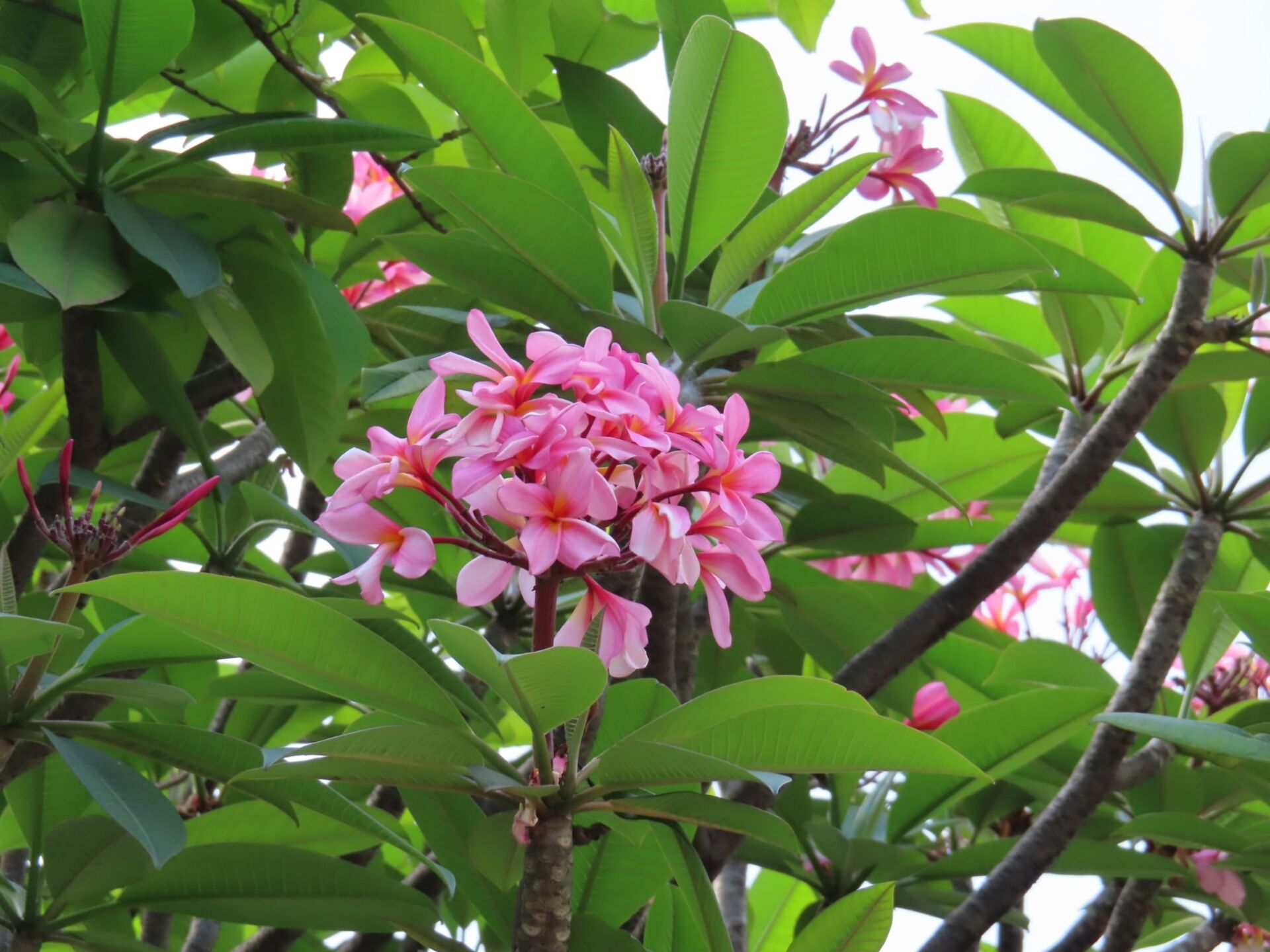 https://www.fa.gov.hk/紅雞蛋花