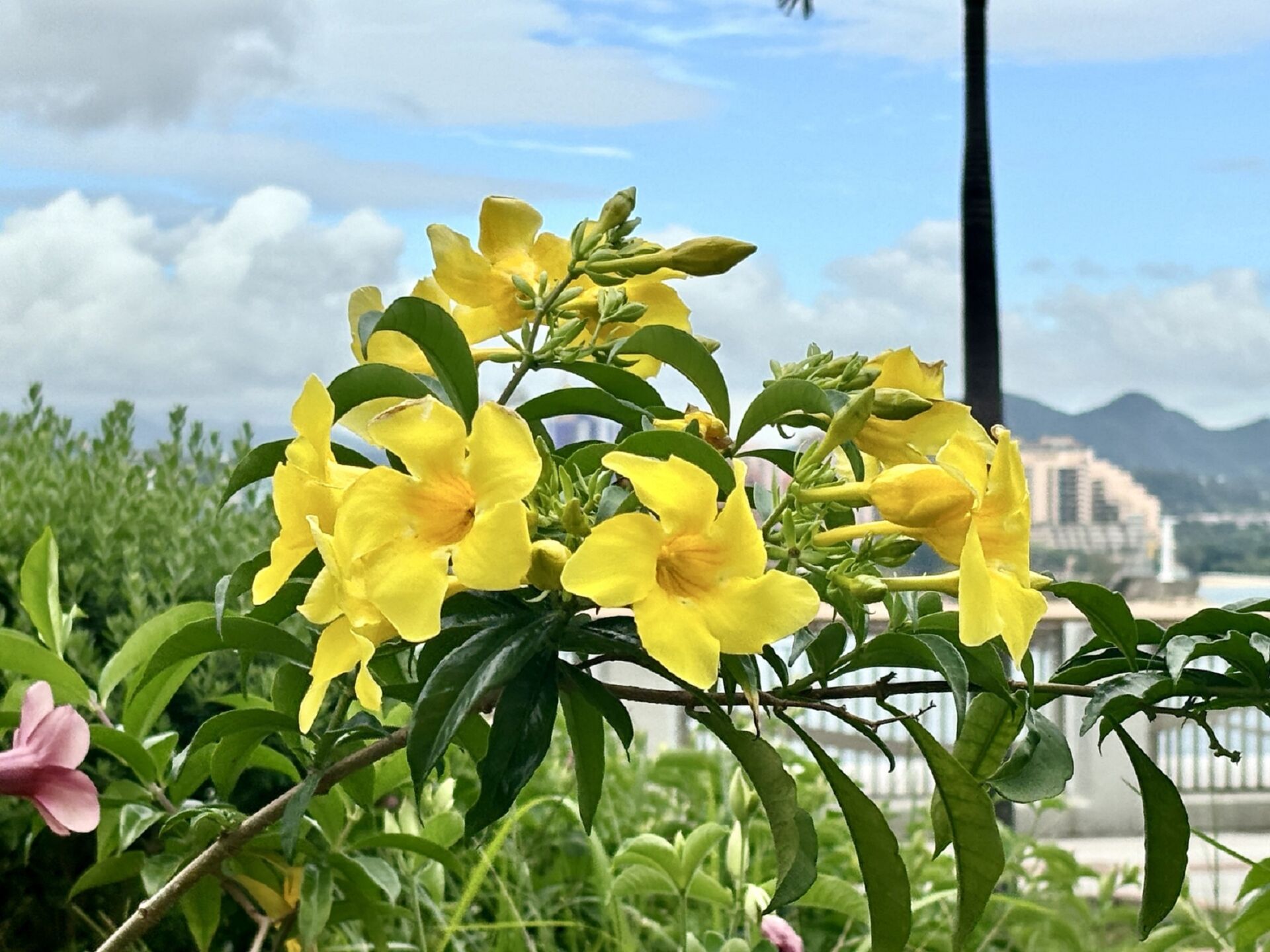 https://www.fa.gov.hk/多花黃蟬