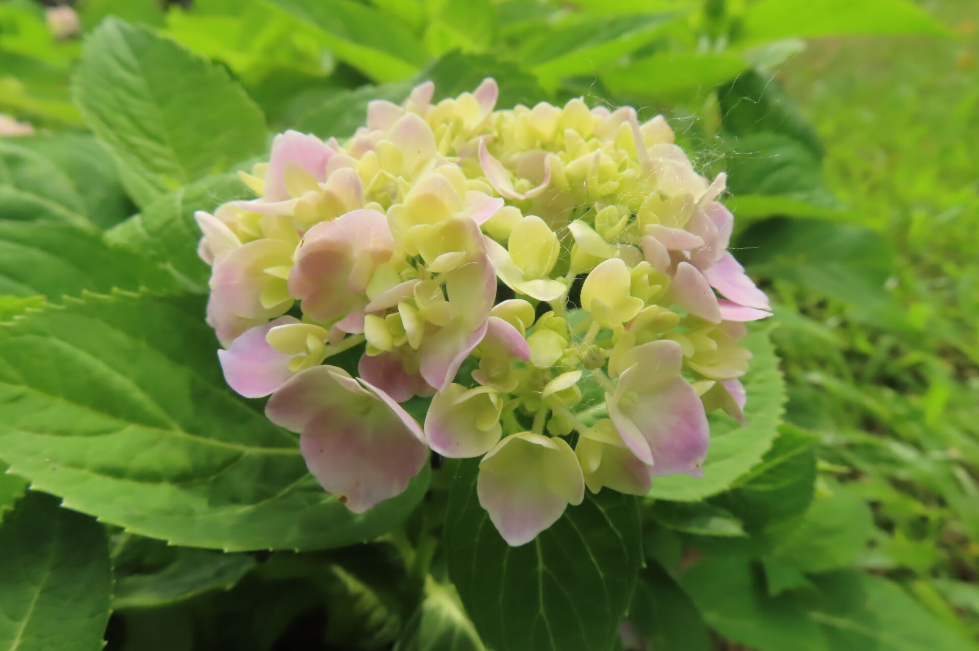 https://www.fa.gov.hk/繡球花
