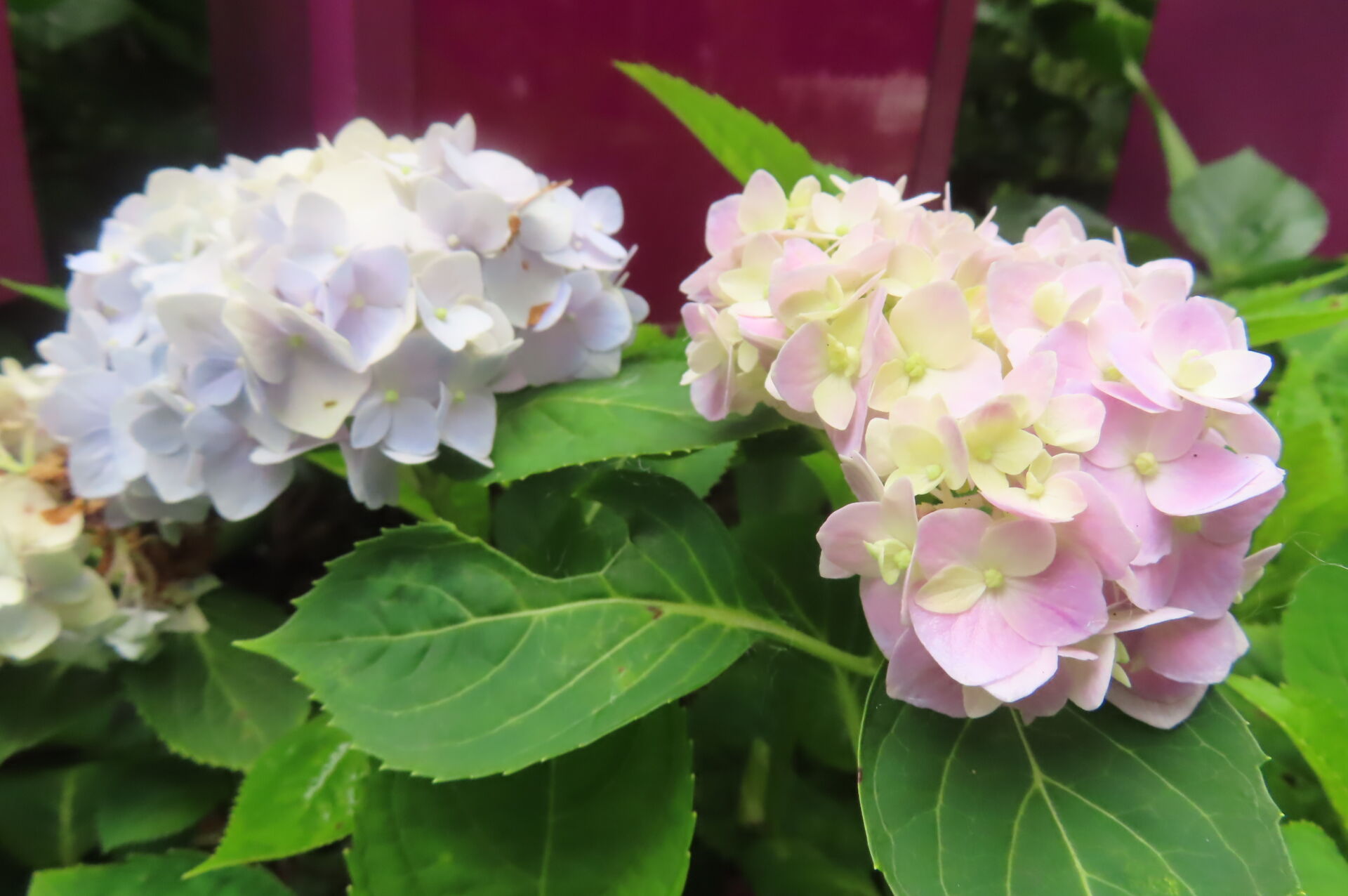 https://www.fa.gov.hk/繡球花