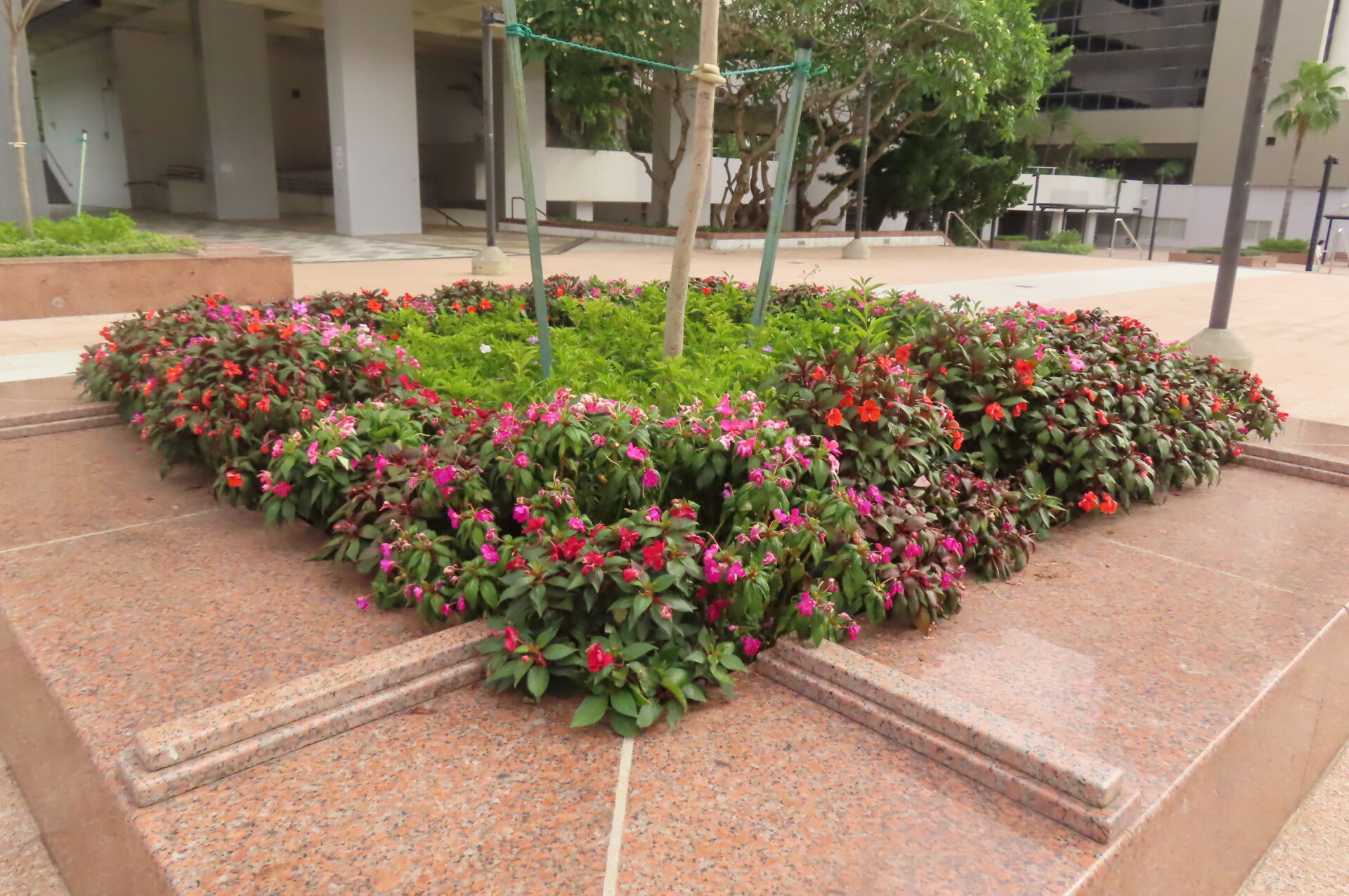 https://www.fa.gov.hk/鳳仙花