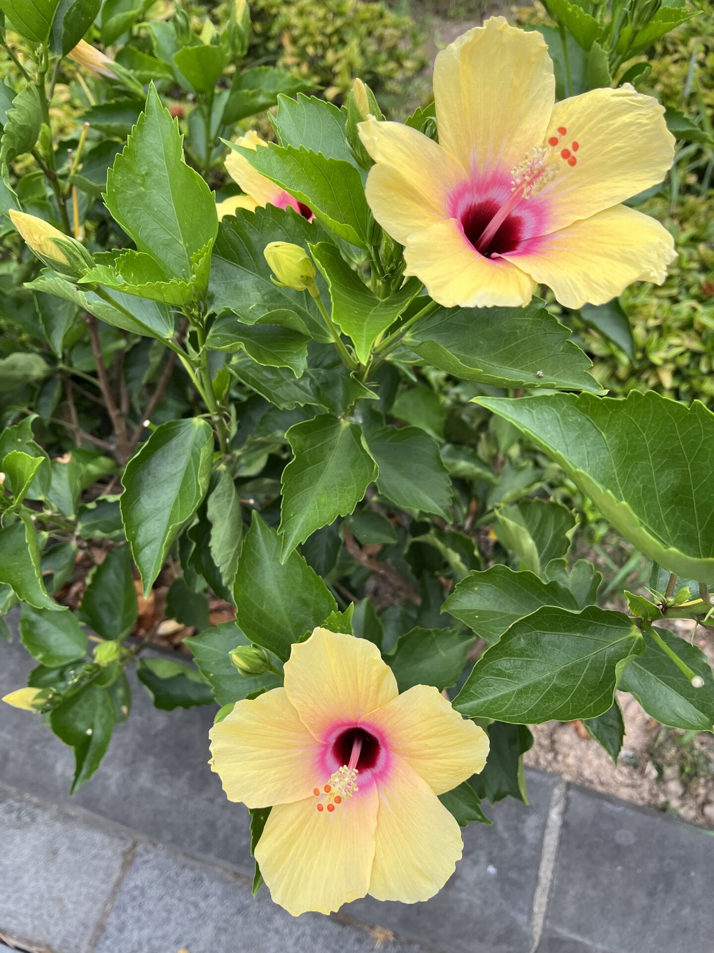 https://www.fa.gov.hk/朱槿(扶桑、大紅花)