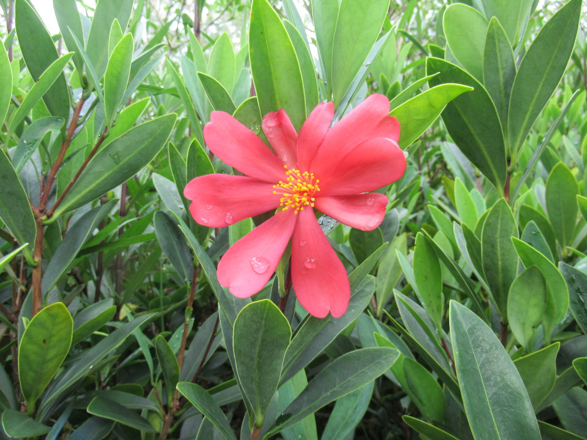 https://www.fa.gov.hk/杜鵑紅山茶