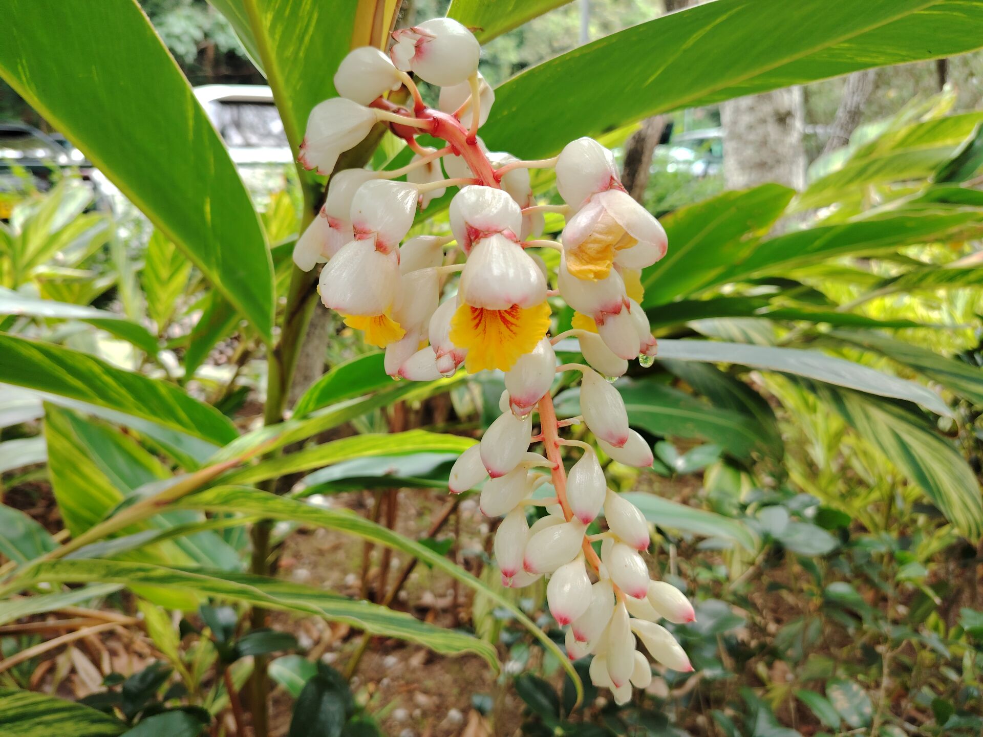 https://www.fa.gov.hk/花葉艷山薑