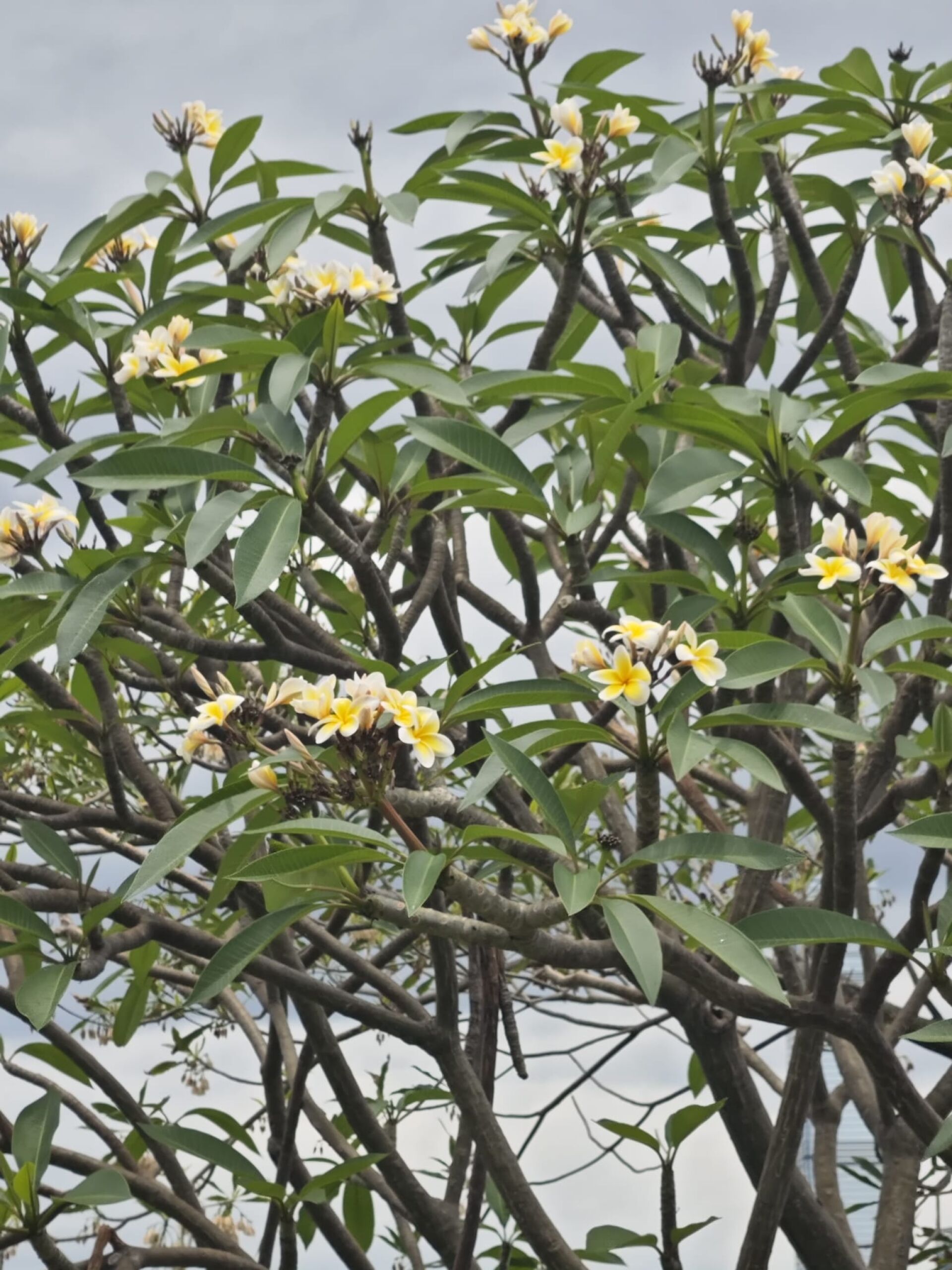 https://www.fa.gov.hk/雞蛋花