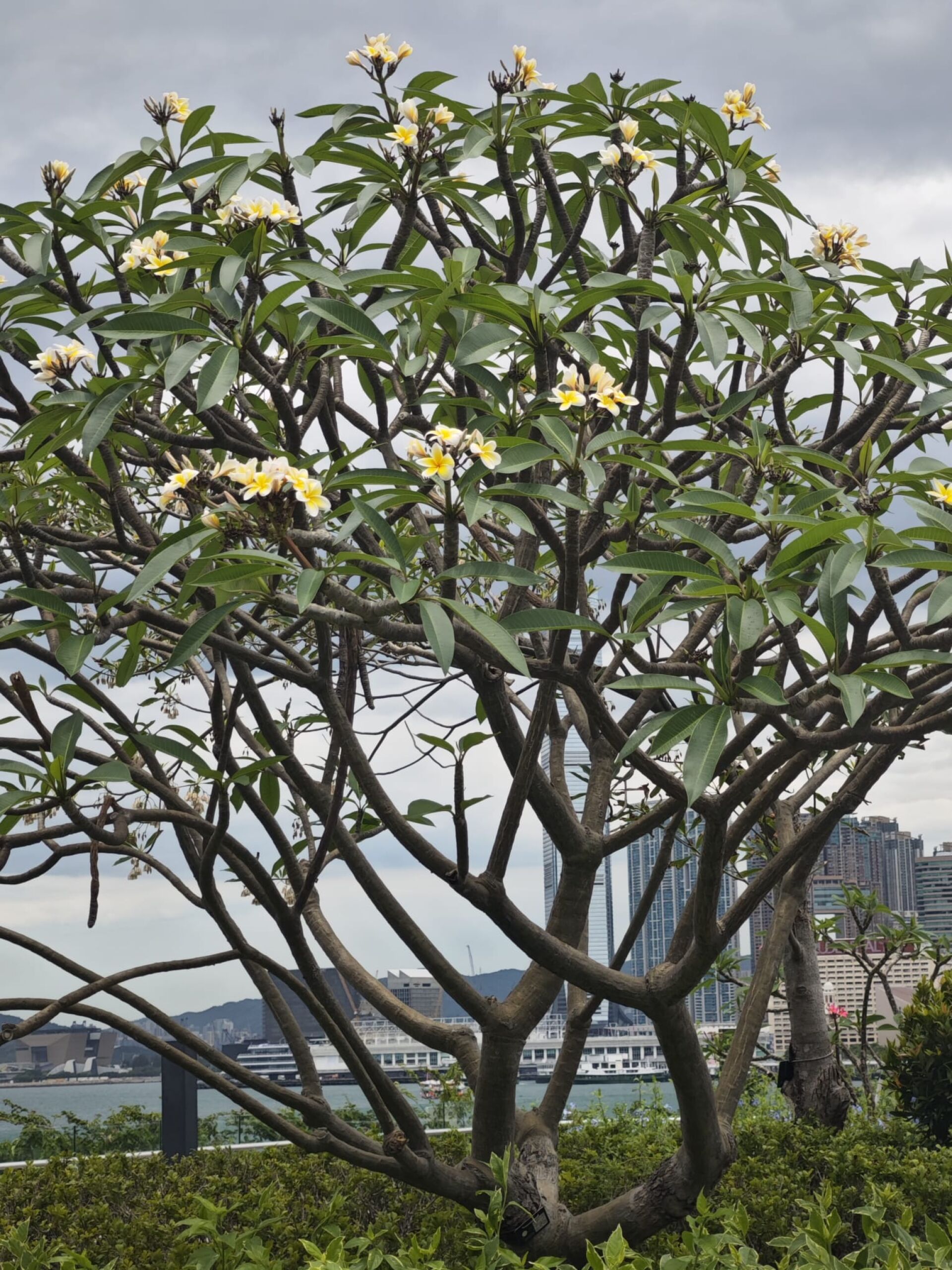 https://www.fa.gov.hk/雞蛋花
