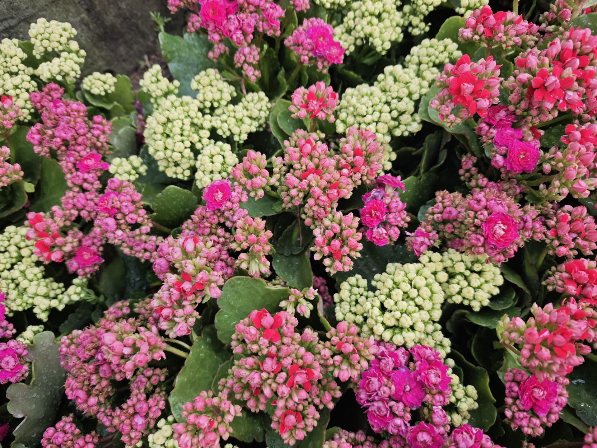 https://www.fa.gov.hk/長壽花 (家樂花)