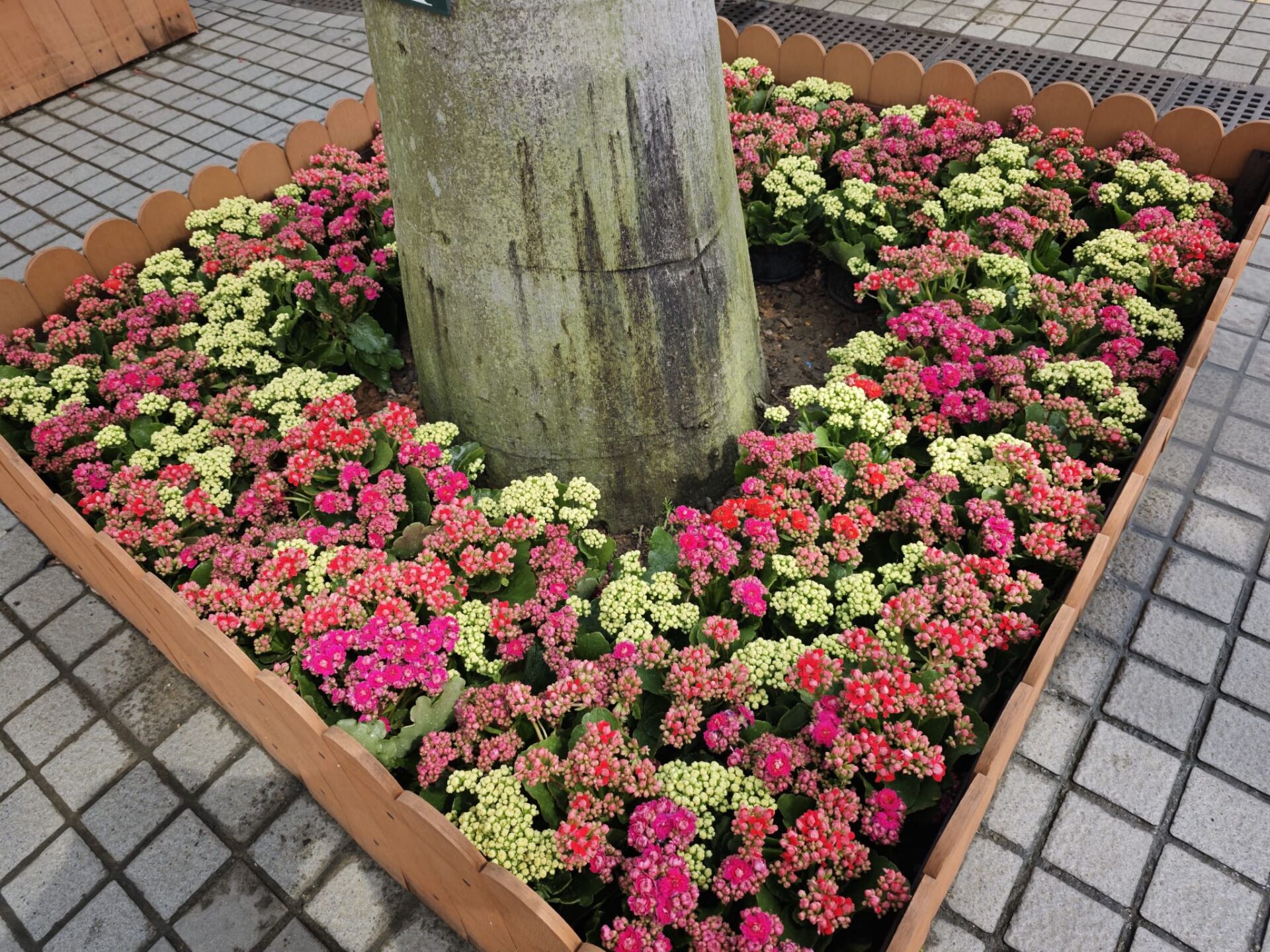 https://www.fa.gov.hk/長壽花 (家樂花)