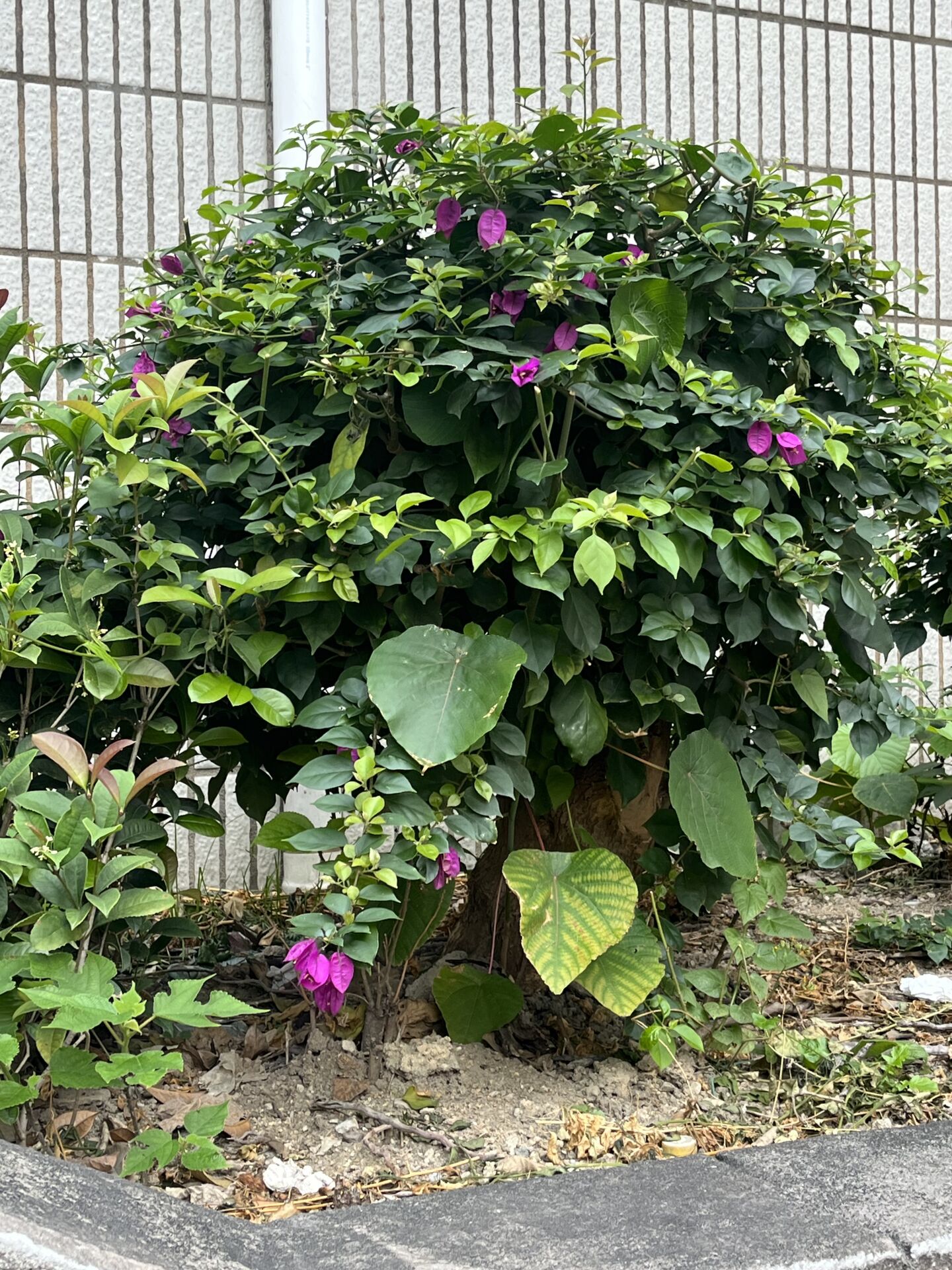 https://www.fa.gov.hk/葉子花(簕杜鵑)