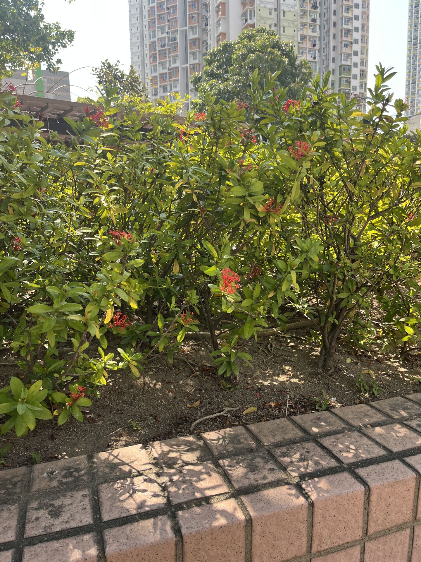 https://www.fa.gov.hk/龍船花