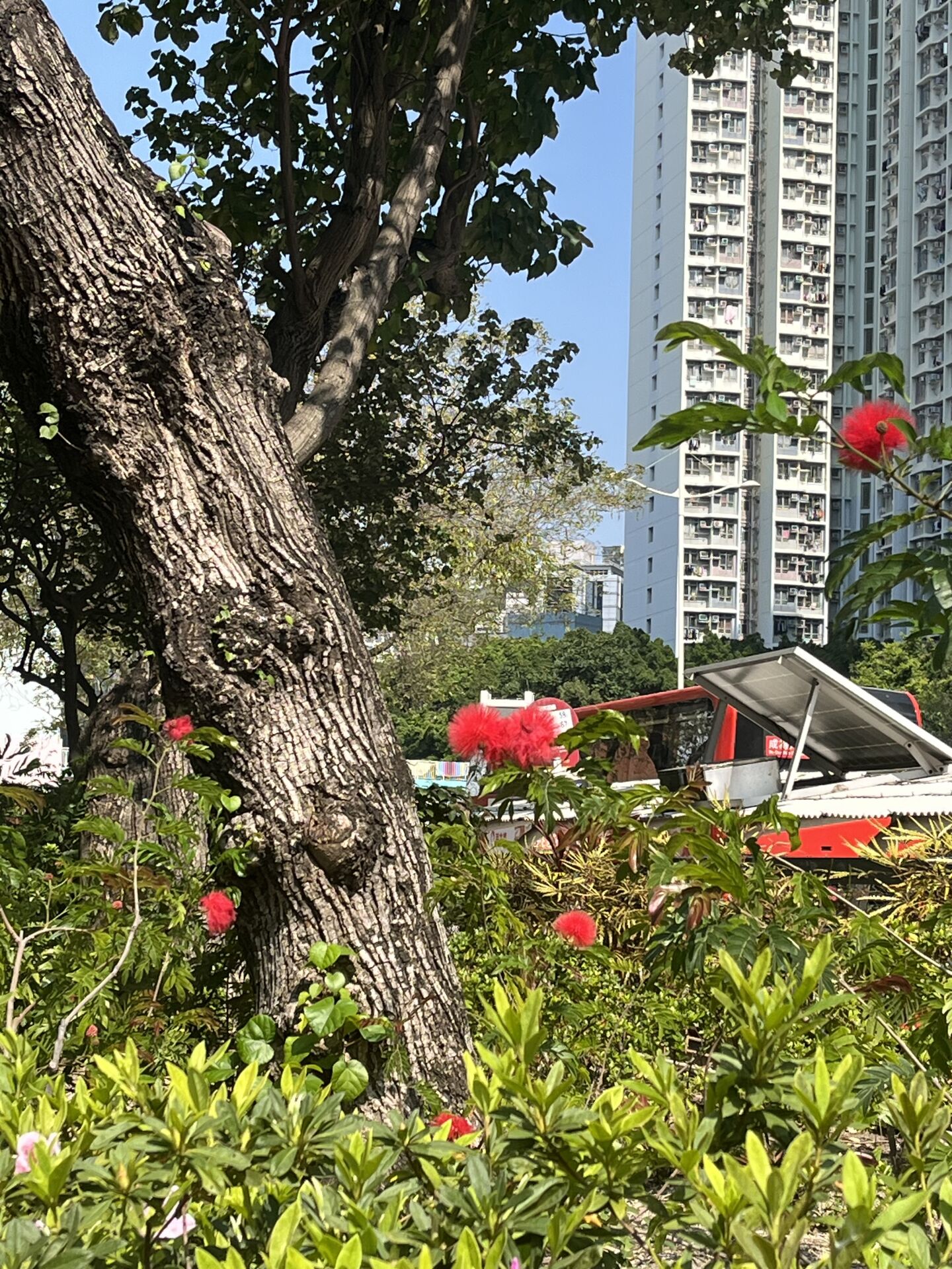 https://www.fa.gov.hk/朱纓花 (紅絨球)